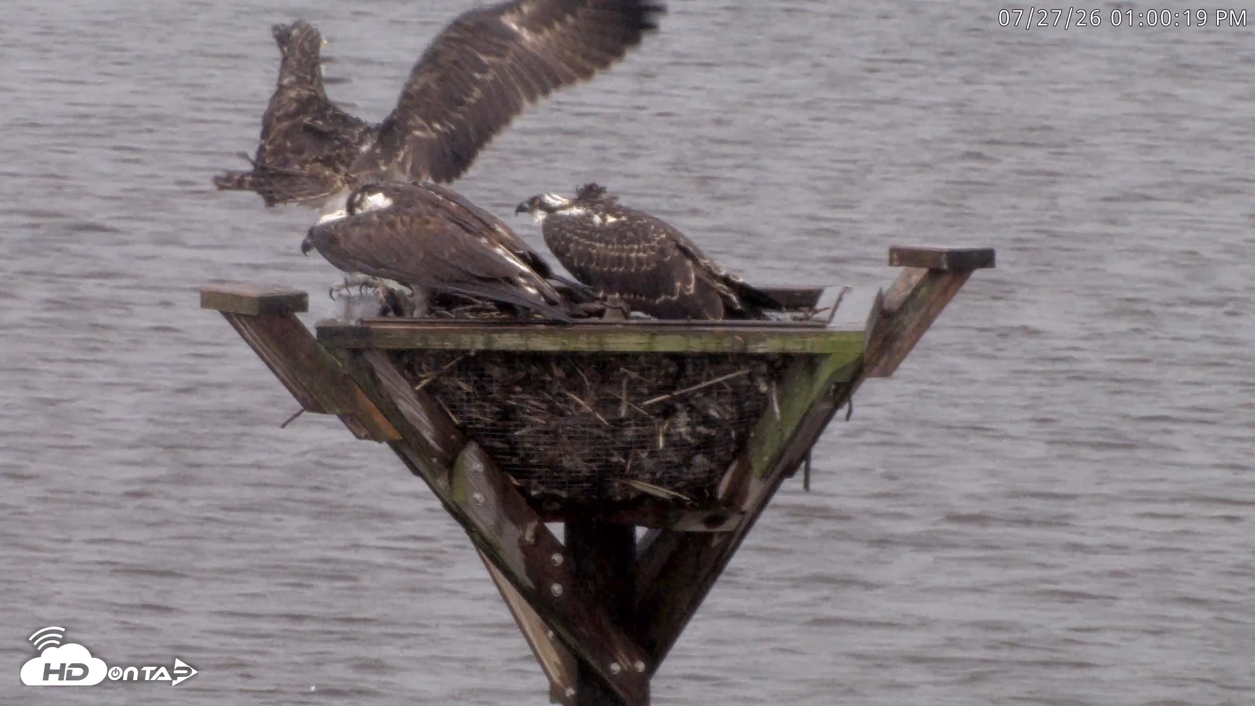 Snapshot of Blackwater Wildlife Refuge Osprey River Platform Live Cam taken Jul 27, 2026, 1:01pm EDT