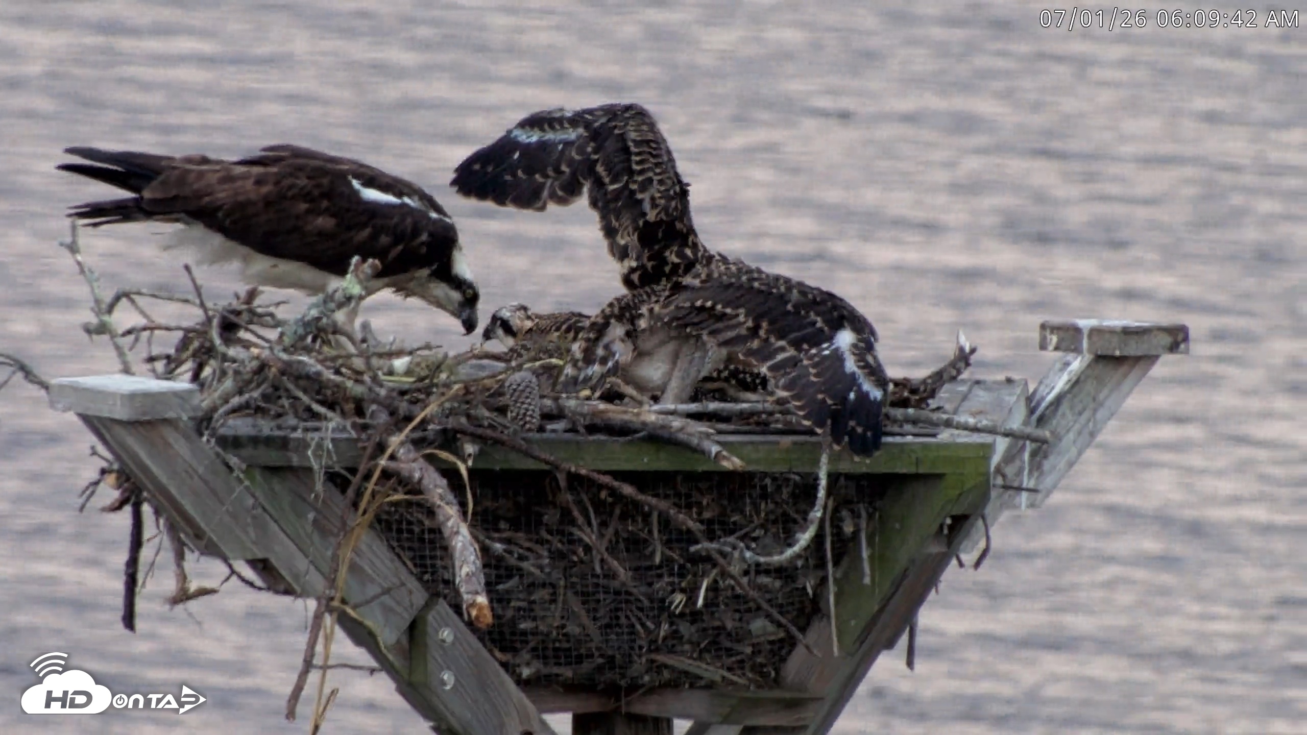 Snapshot of Blackwater Wildlife Refuge Osprey River Platform Live Cam taken Jul 1, 2026, 6:10am EDT