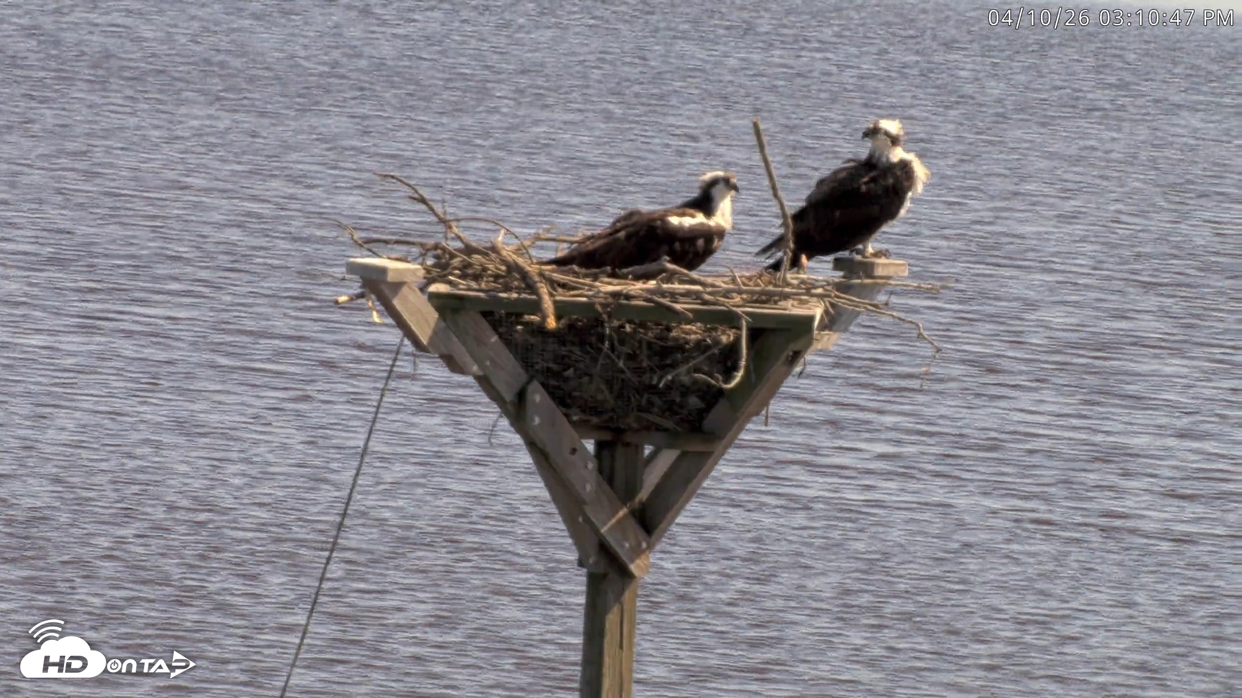 Snapshot of Blackwater Wildlife Refuge Osprey River Platform Live Cam taken Apr 10, 2026, 3:11pm EDT