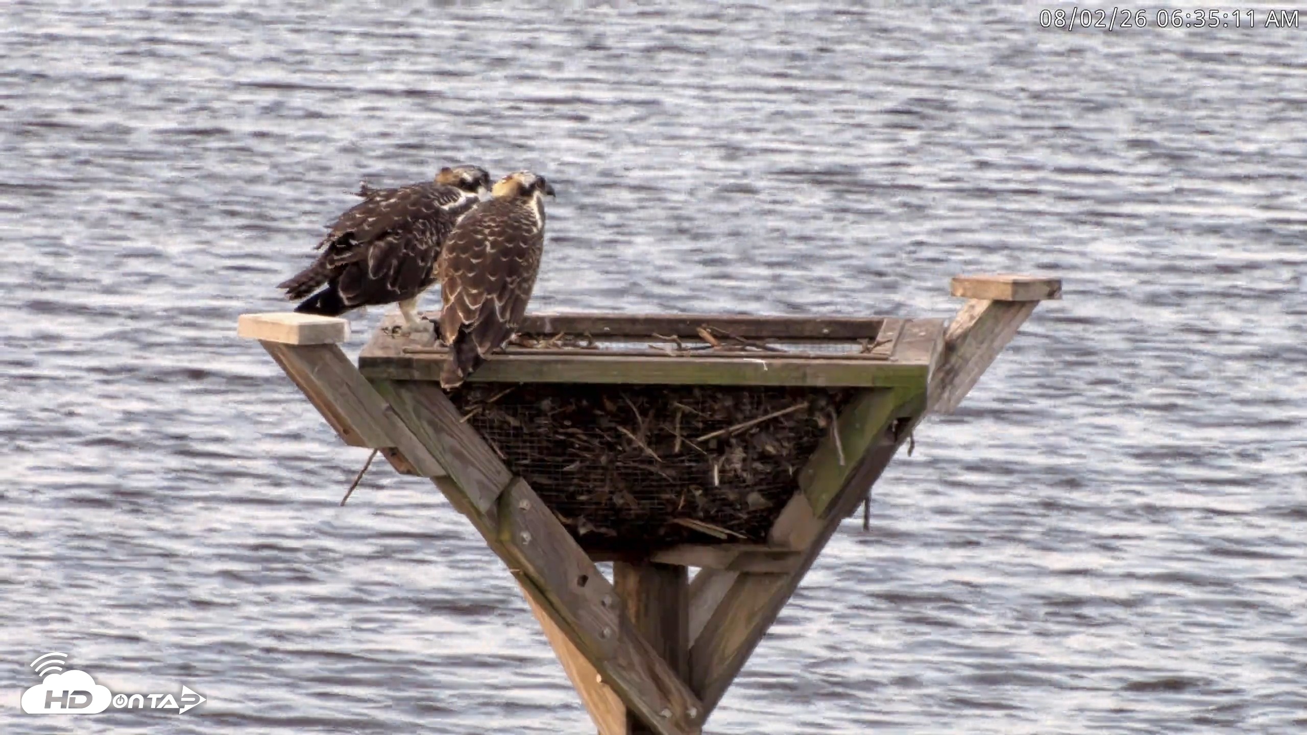 Snapshot of Blackwater Wildlife Refuge Osprey River Platform Live Cam taken Aug 2, 2026, 6:36am EDT