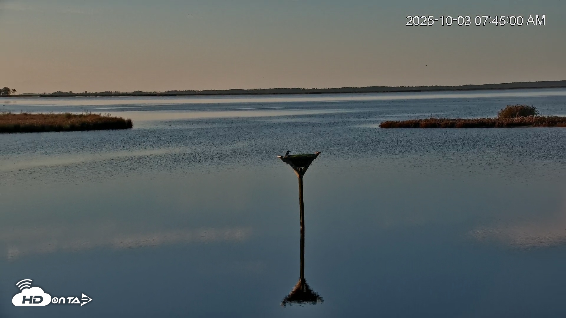 Snapshot of Blackwater Wildlife Refuge Osprey River Platform Live Cam taken Oct 3, 2025, 7:45am EDT