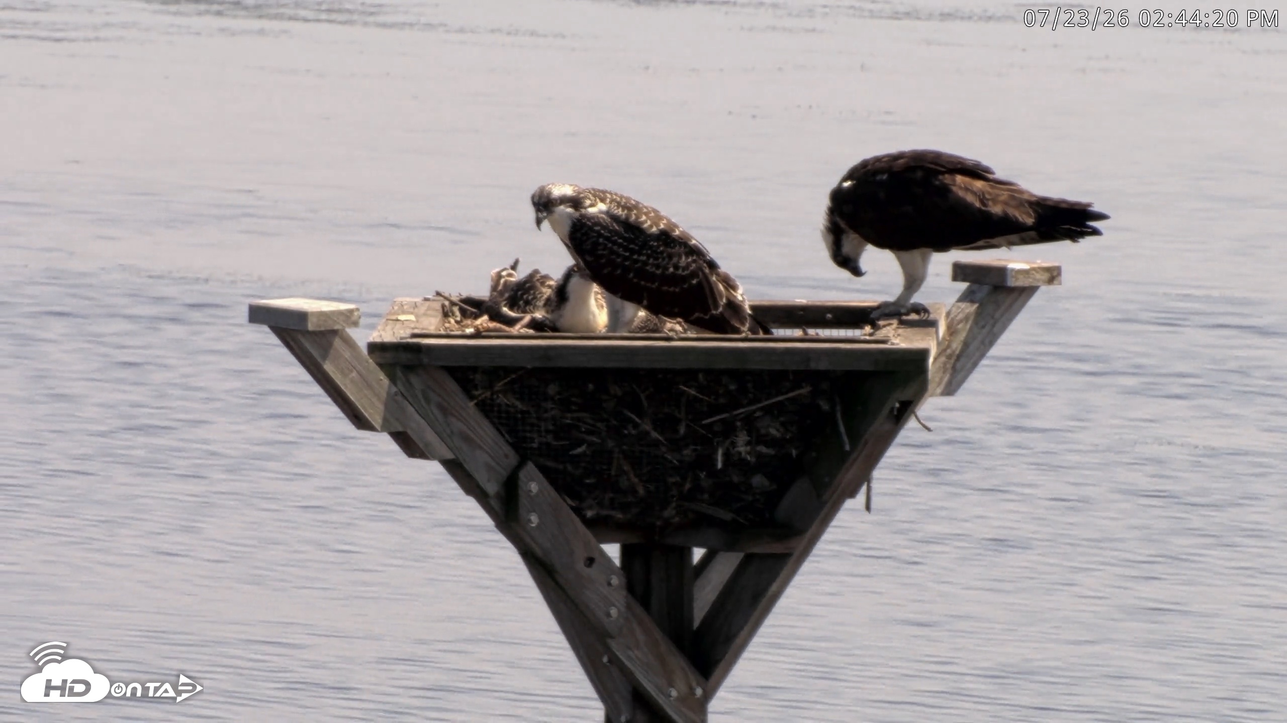 Snapshot of Blackwater Wildlife Refuge Osprey River Platform Live Cam taken Jul 23, 2026, 2:45pm EDT