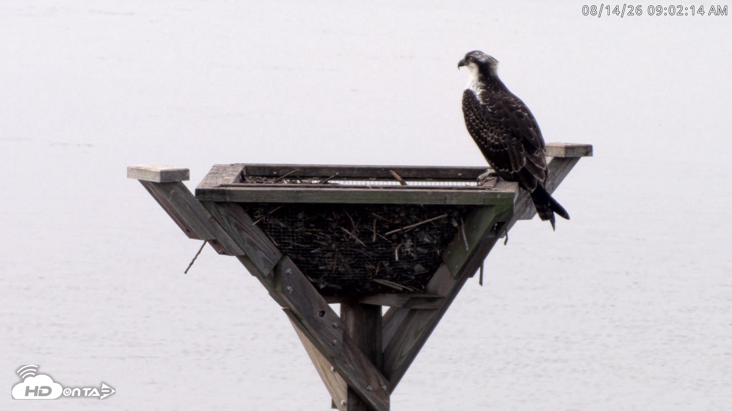 Snapshot of Blackwater Wildlife Refuge Osprey River Platform Live Cam taken Aug 14, 2026, 9:03am EDT