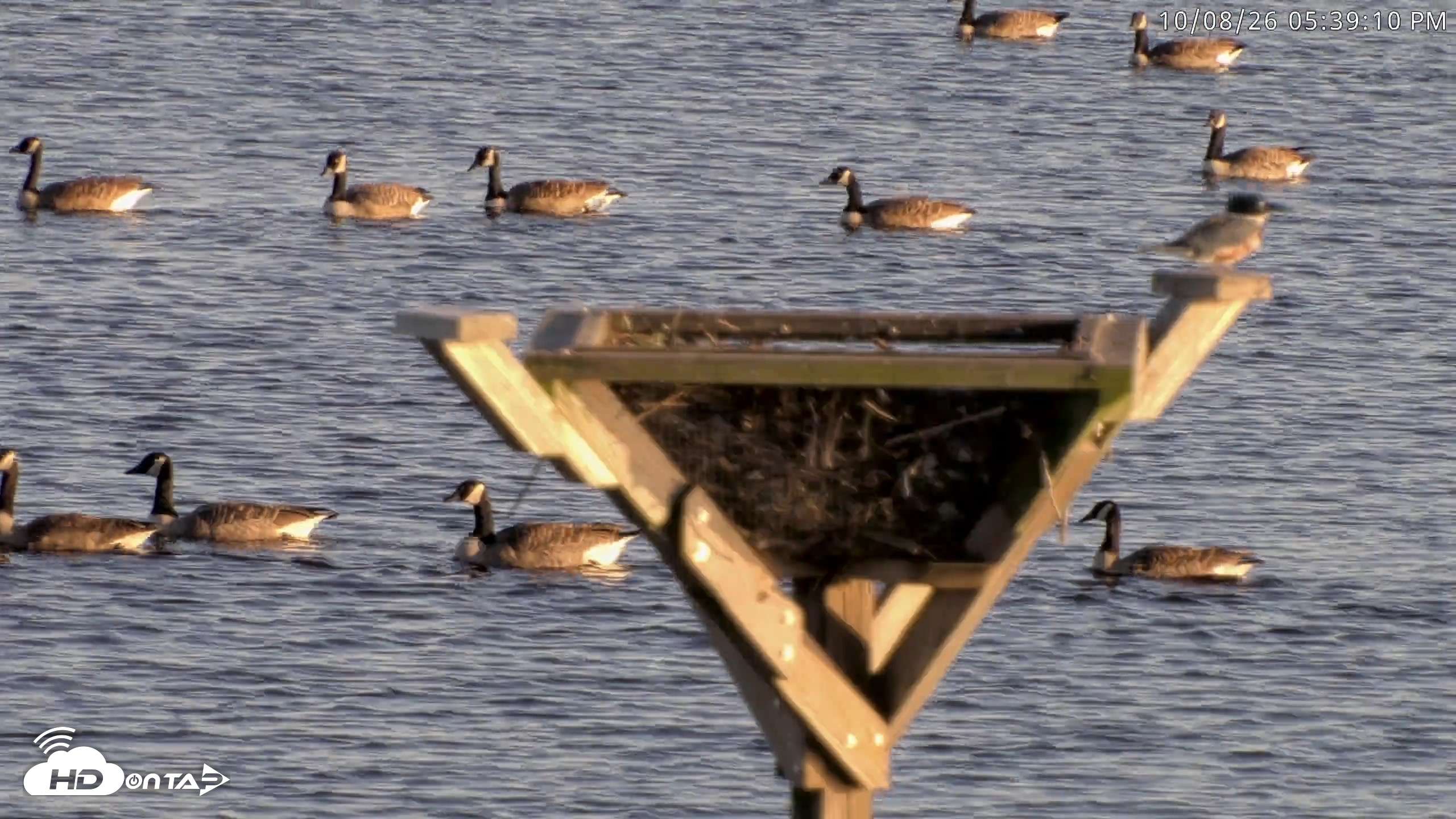 Snapshot of Blackwater Wildlife Refuge Osprey River Platform Live Cam taken Oct 8, 2026, 5:40pm EDT