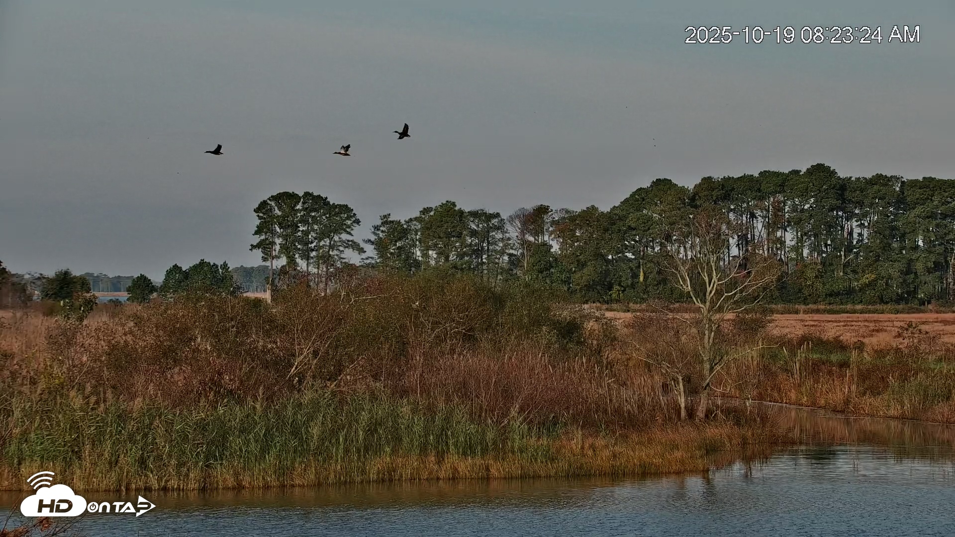 Snapshot of Blackwater Wildlife Refuge Osprey River Platform Live Cam taken Oct 19, 2025, 8:24am EDT