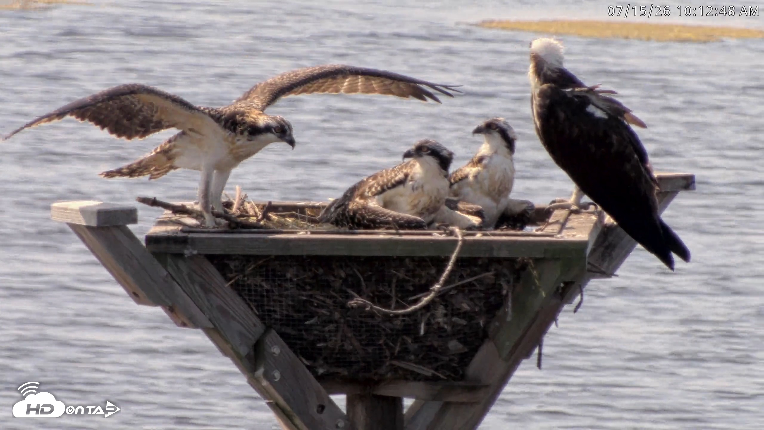 Snapshot of Blackwater Wildlife Refuge Osprey River Platform Live Cam taken Jul 15, 2026, 10:13am EDT