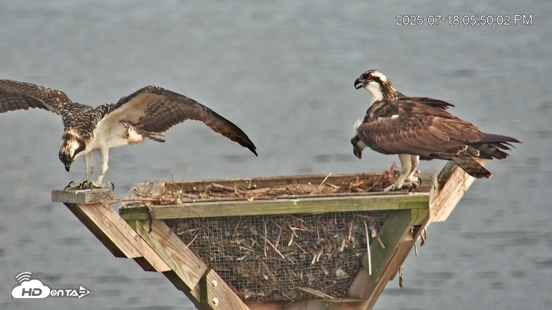 Snapshot of Blackwater Wildlife Refuge Osprey River Platform Live Cam taken Jul 18, 2025, 5:51pm EDT