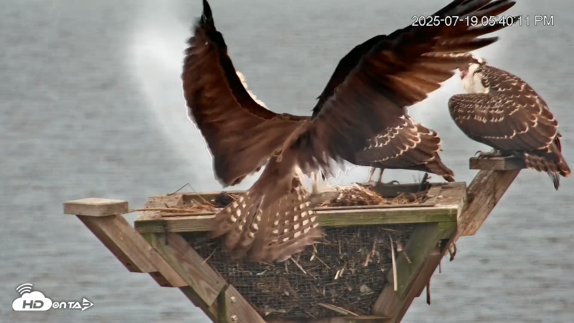 Snapshot of Blackwater Wildlife Refuge Osprey River Platform Live Cam taken Jul 19, 2025, 5:41pm EDT