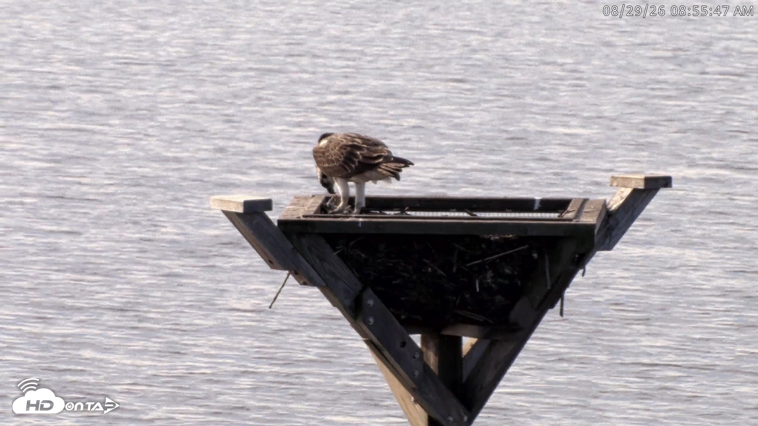Snapshot of Blackwater Wildlife Refuge Osprey River Platform Live Cam taken Aug 29, 2026, 8:56am EDT