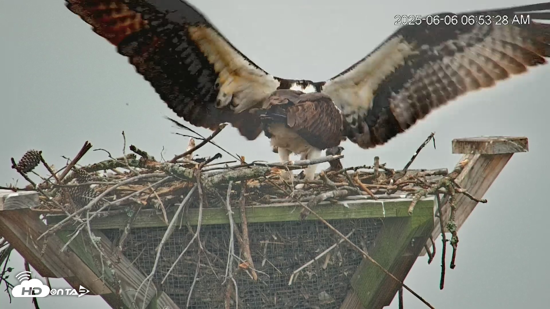 Snapshot of Blackwater Wildlife Refuge Osprey River Platform Live Cam taken Jun 6, 2025, 6:54am EDT