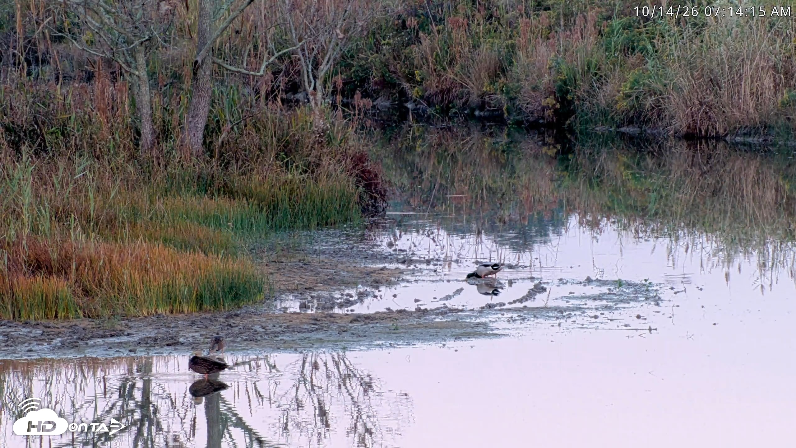 Snapshot of Blackwater Wildlife Refuge Osprey River Platform Live Cam taken Oct 14, 2026, 7:15am EDT