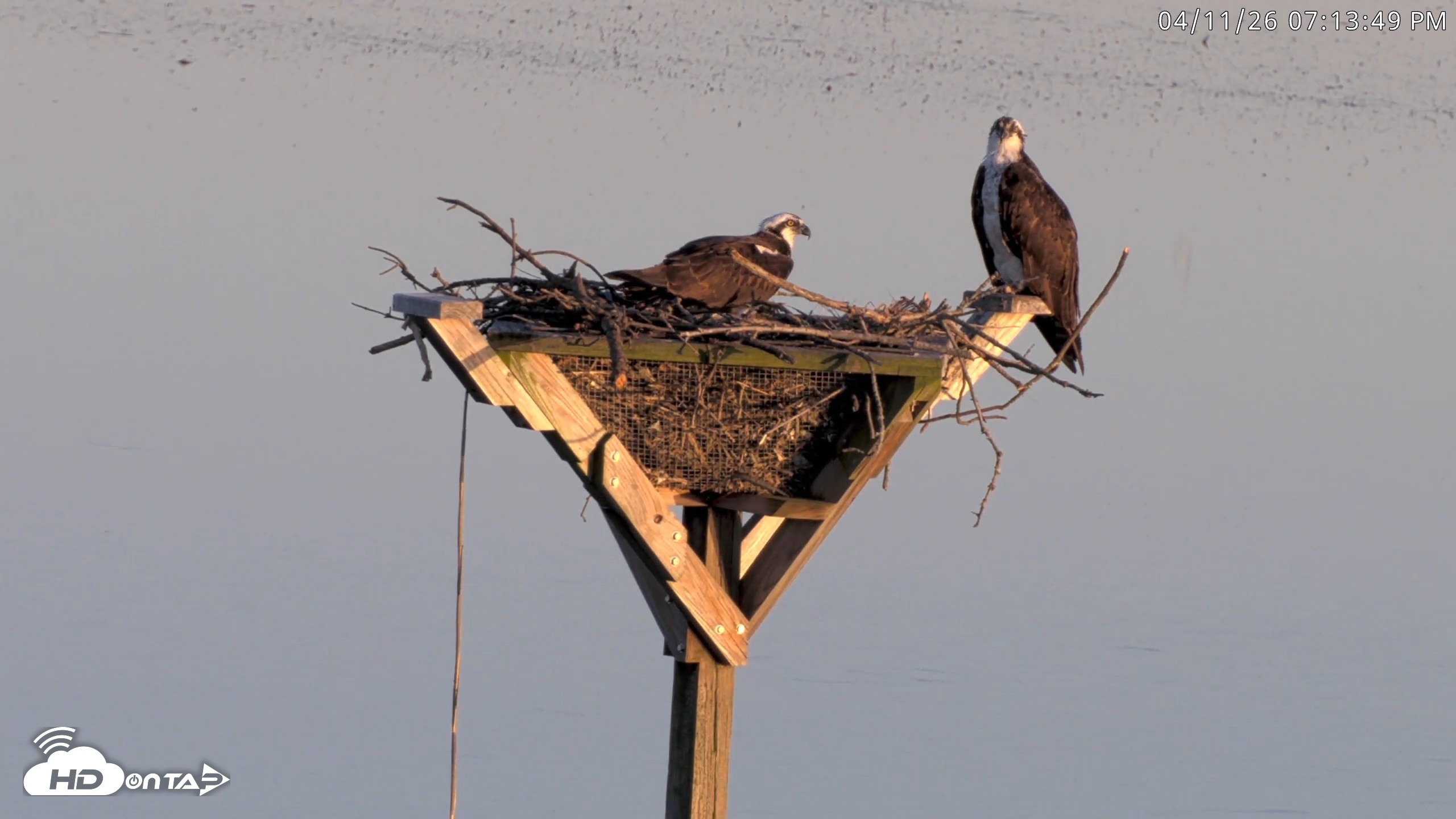 Snapshot of Blackwater Wildlife Refuge Osprey River Platform Live Cam taken Apr 11, 2026, 7:14pm EDT