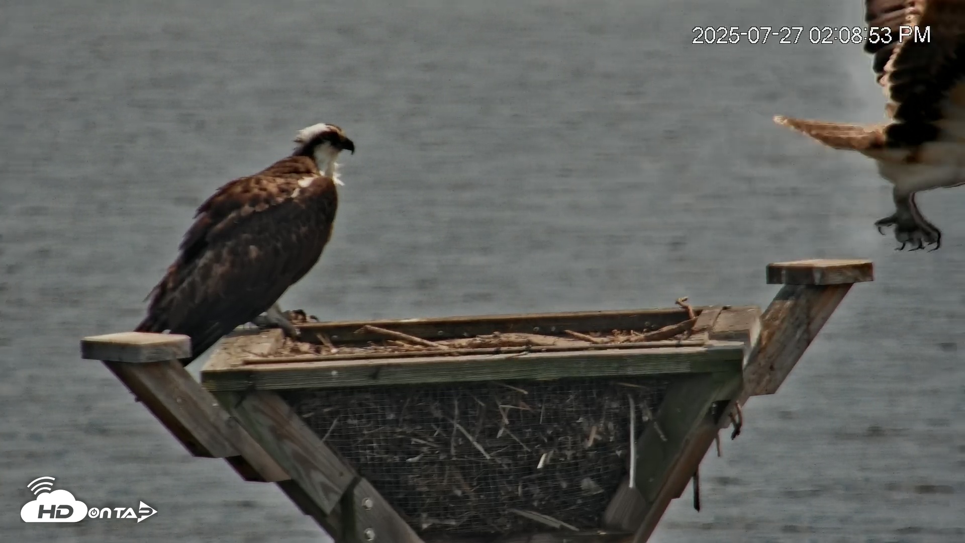 Snapshot of Blackwater Wildlife Refuge Osprey River Platform Live Cam taken Jul 27, 2025, 2:10pm EDT