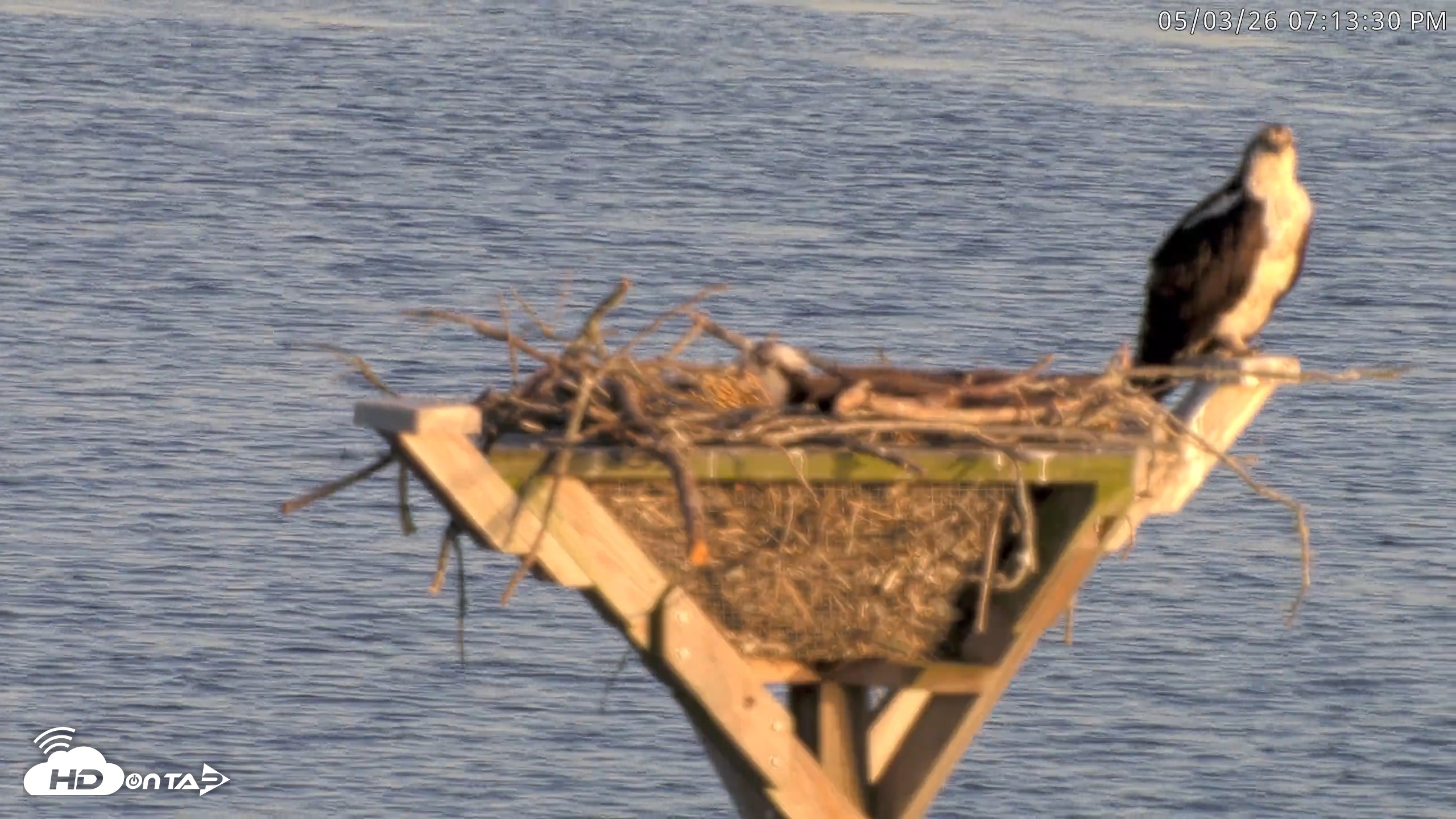Snapshot of Blackwater Wildlife Refuge Osprey River Platform Live Cam taken May 3, 2026, 7:14pm EDT