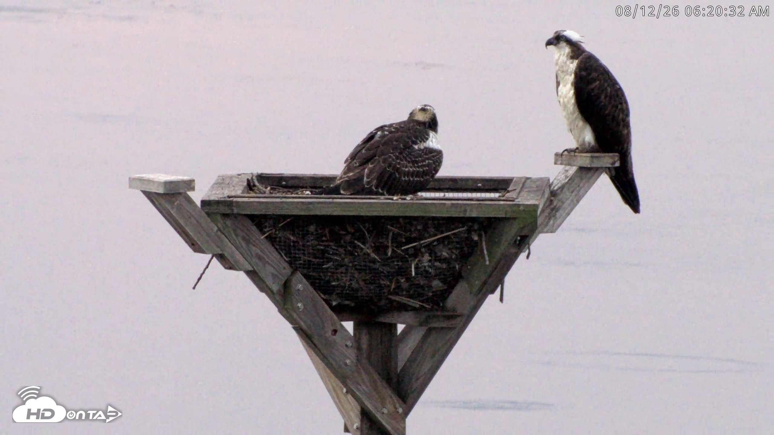 Snapshot of Blackwater Wildlife Refuge Osprey River Platform Live Cam taken Aug 12, 2026, 6:21am EDT