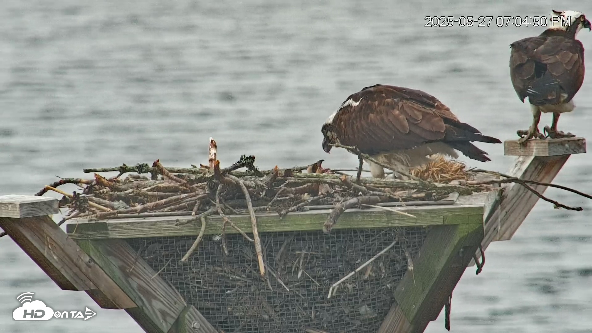 Snapshot of Blackwater Wildlife Refuge Osprey River Platform Live Cam taken May 27, 2025, 7:06pm EDT