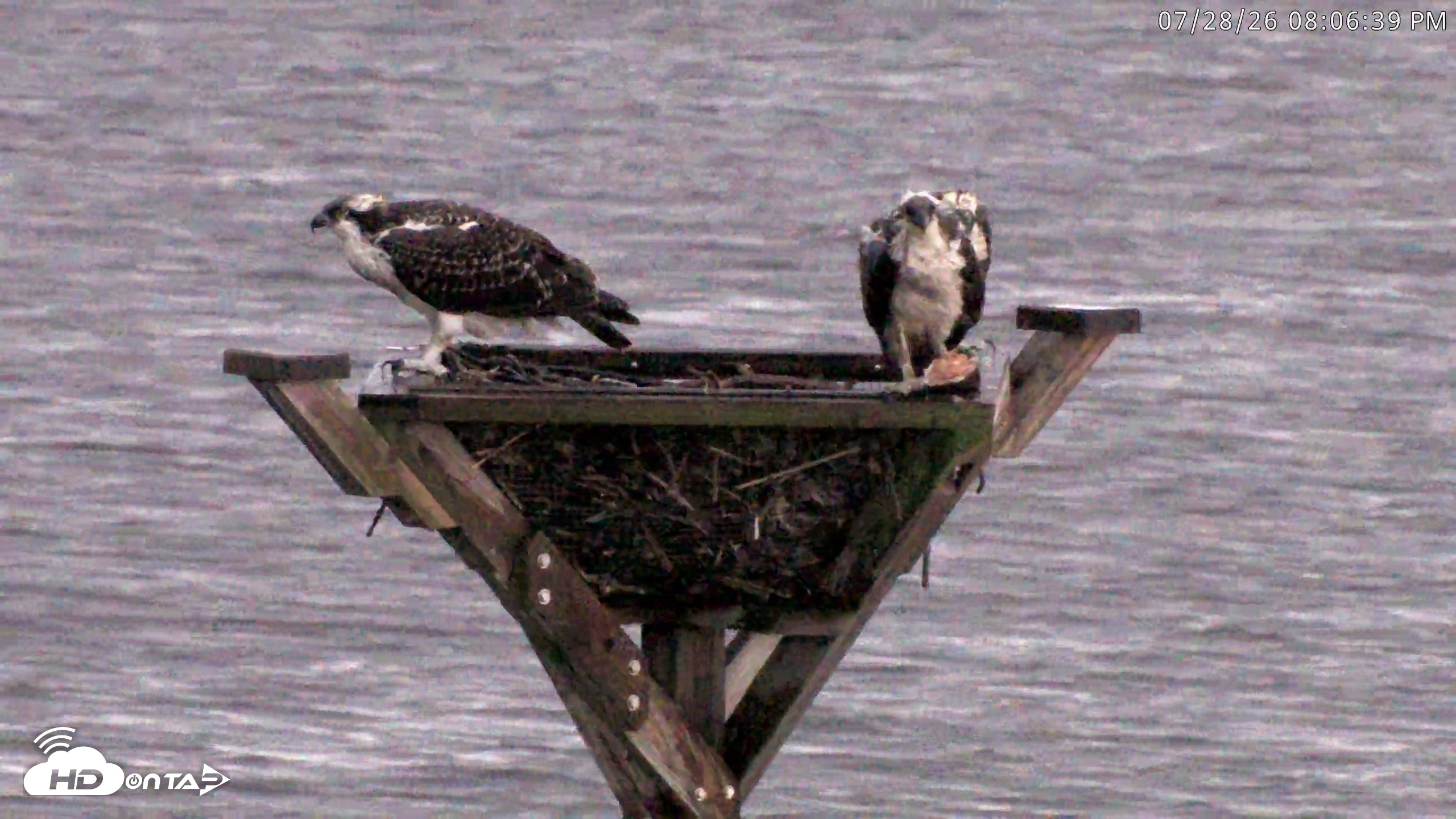 Snapshot of Blackwater Wildlife Refuge Osprey River Platform Live Cam taken Jul 28, 2026, 8:07pm EDT