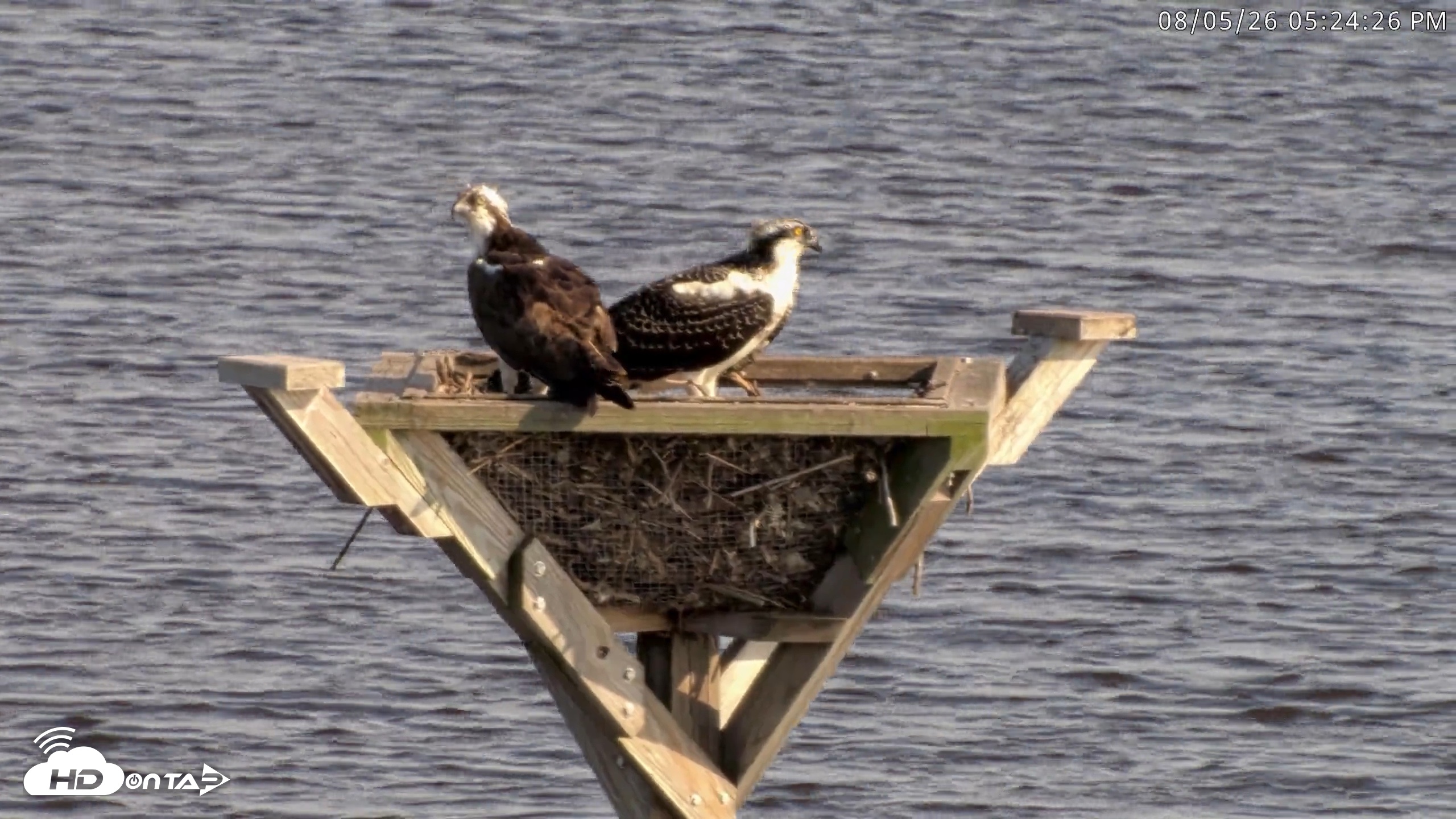 Snapshot of Blackwater Wildlife Refuge Osprey River Platform Live Cam taken Aug 5, 2026, 5:25pm EDT
