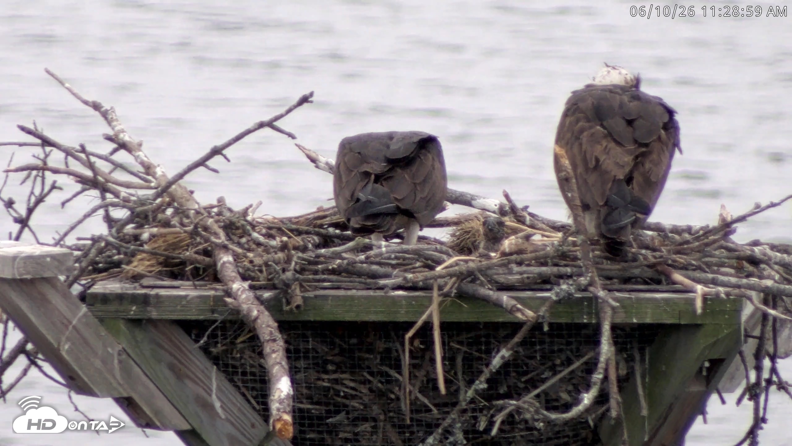 Snapshot of Blackwater Wildlife Refuge Osprey River Platform Live Cam taken Jun 10, 2026, 11:29am EDT