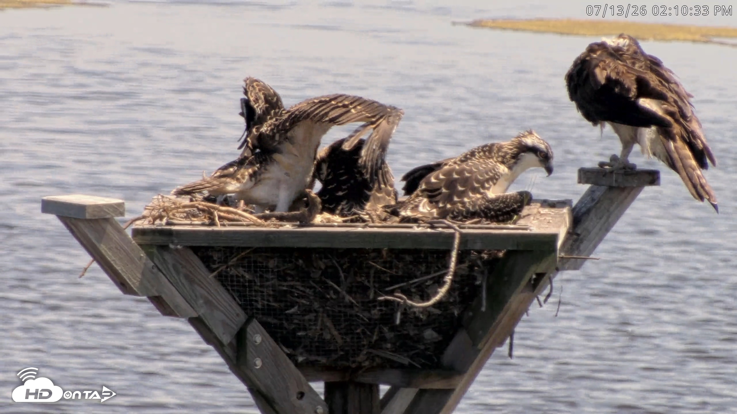 Snapshot of Blackwater Wildlife Refuge Osprey River Platform Live Cam taken Jul 13, 2026, 2:11pm EDT