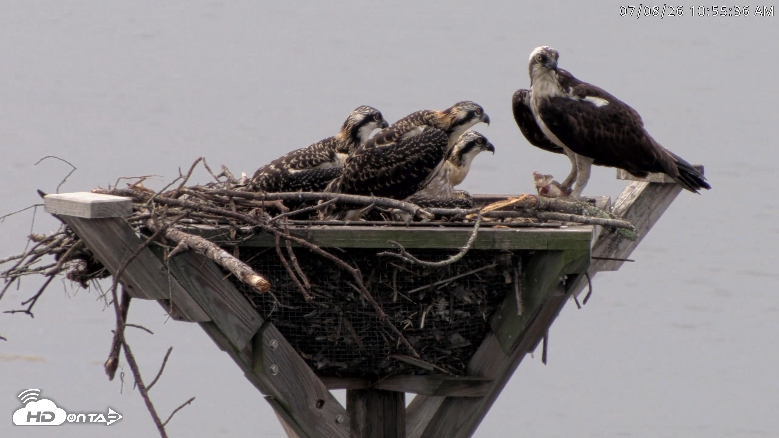 Snapshot of Blackwater Wildlife Refuge Osprey River Platform Live Cam taken Jul 8, 2026, 10:56am EDT