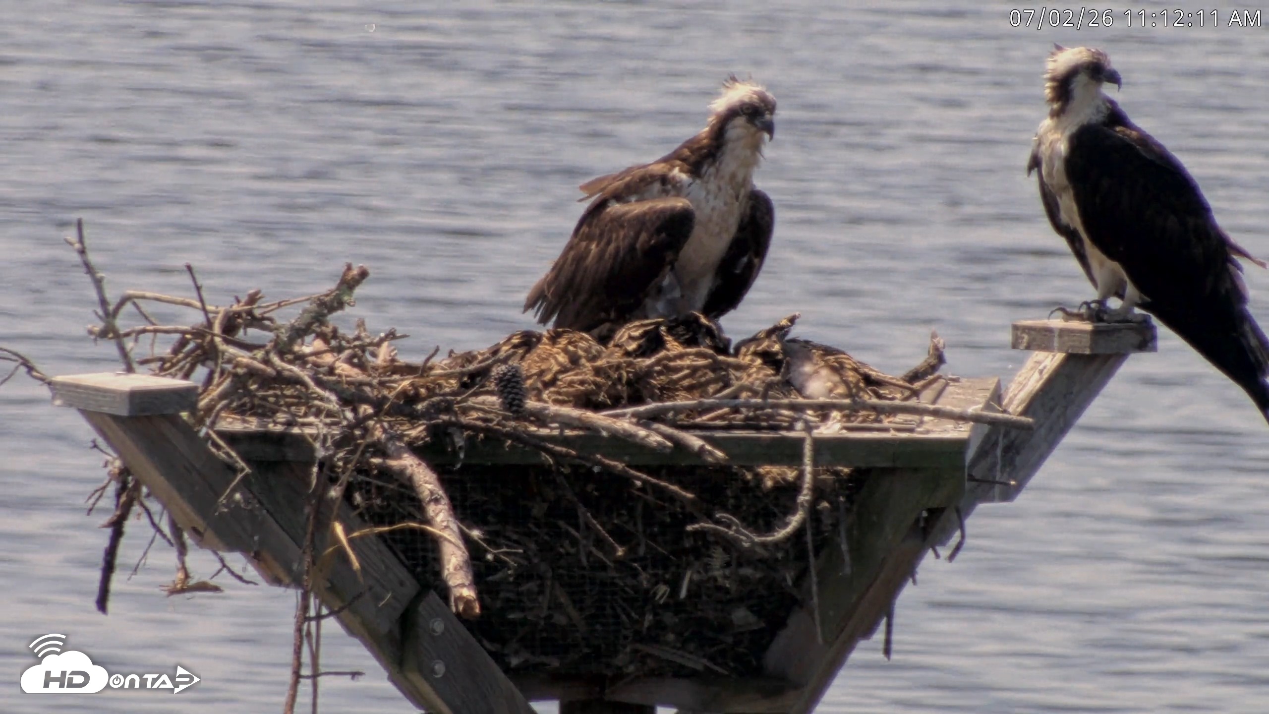 Snapshot of Blackwater Wildlife Refuge Osprey River Platform Live Cam taken Jul 2, 2026, 11:13am EDT