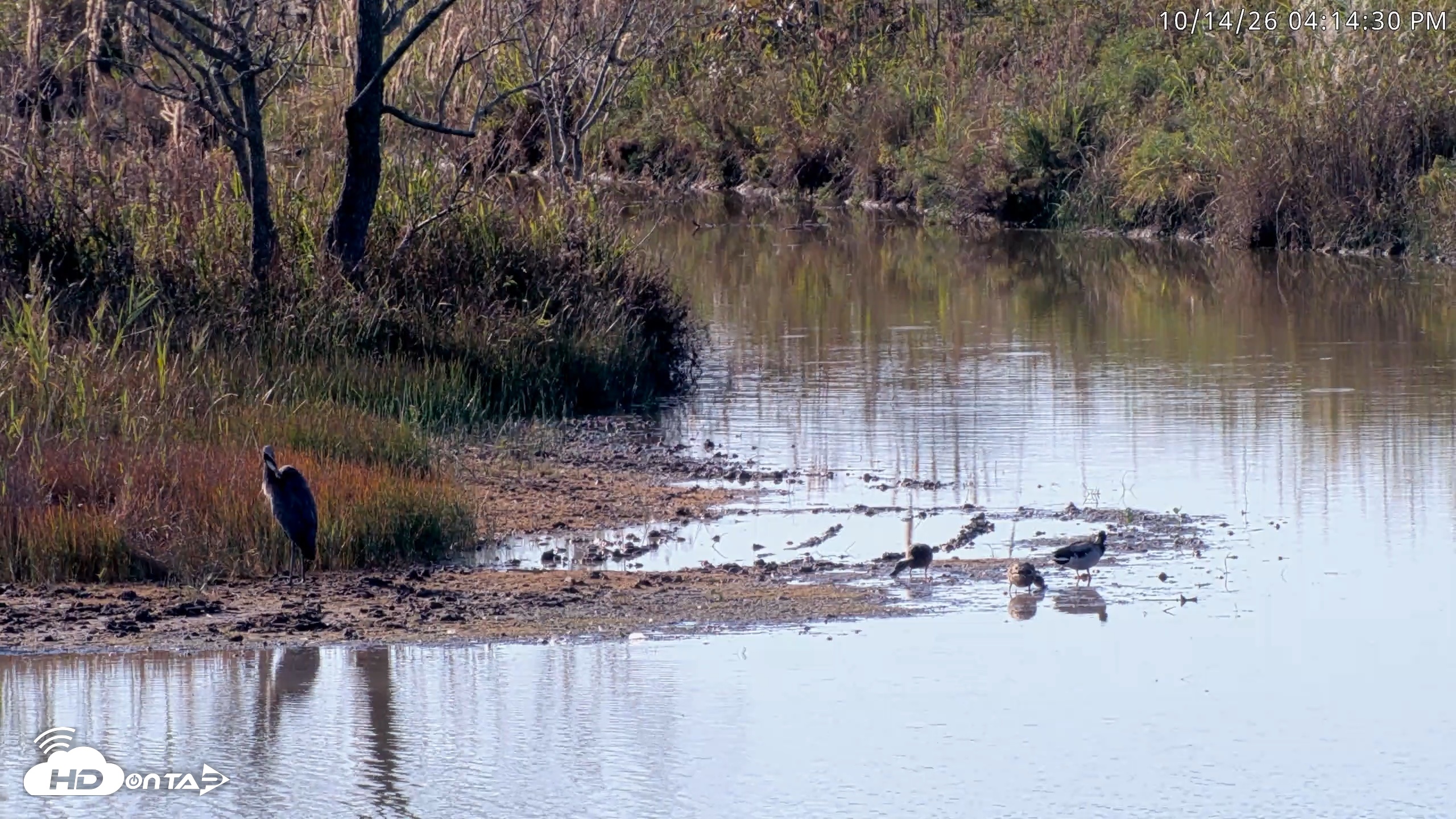 Snapshot of Blackwater Wildlife Refuge Osprey River Platform Live Cam taken Oct 14, 2026, 4:15pm EDT