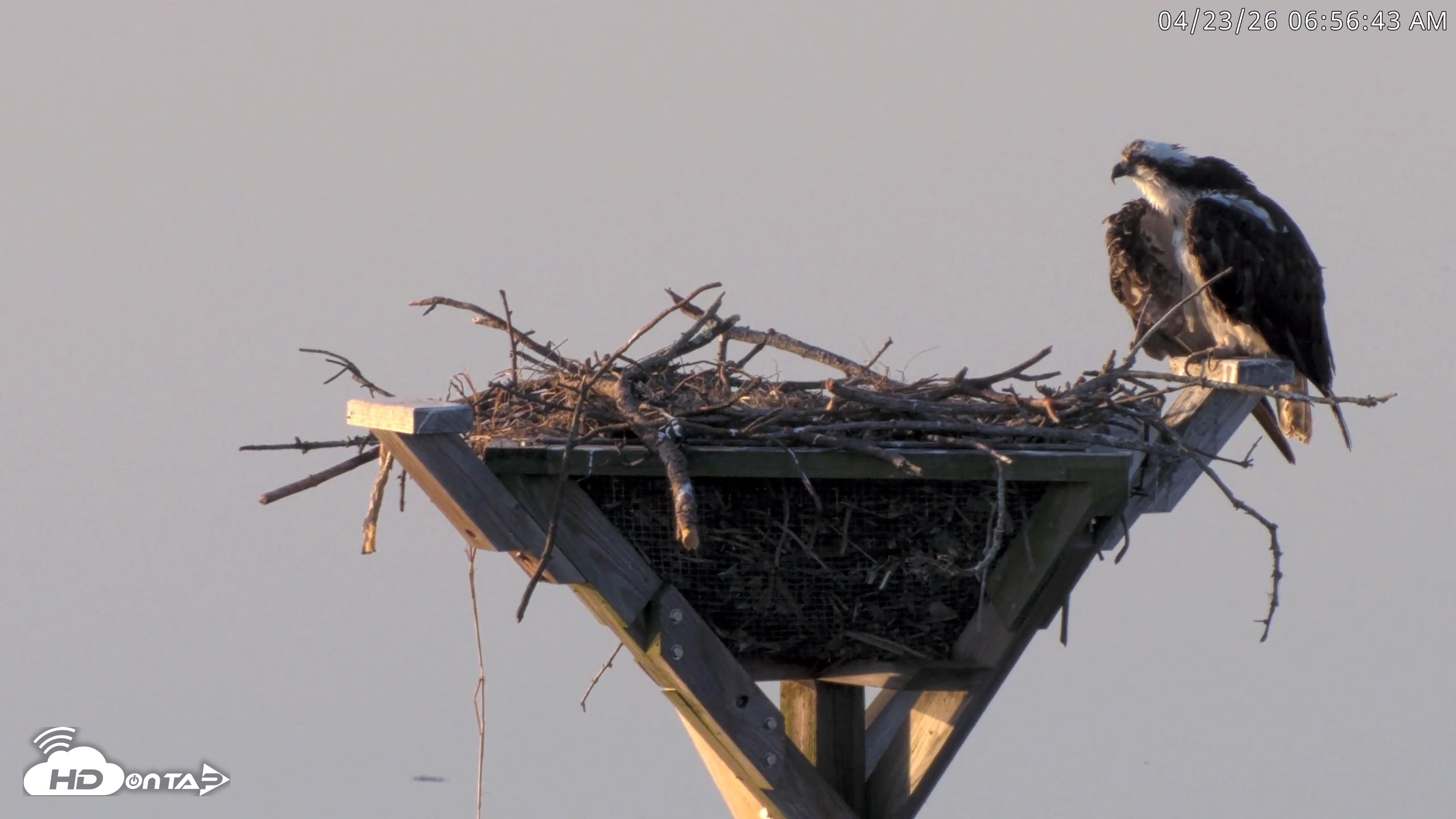 Snapshot of Blackwater Wildlife Refuge Osprey River Platform Live Cam taken Apr 23, 2026, 6:57am EDT