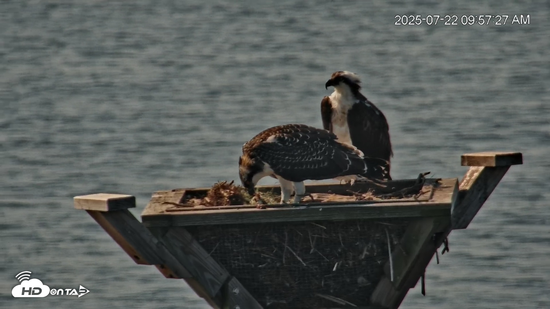Snapshot of Blackwater Wildlife Refuge Osprey River Platform Live Cam taken Jul 22, 2025, 9:57am EDT
