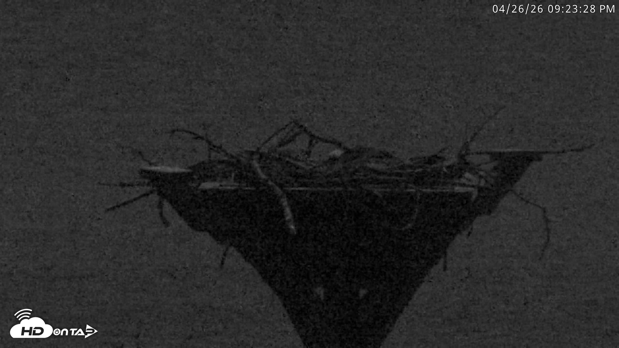 Snapshot of Blackwater Wildlife Refuge Osprey River Platform Live Cam taken Apr 26, 2026, 9:24pm EDT