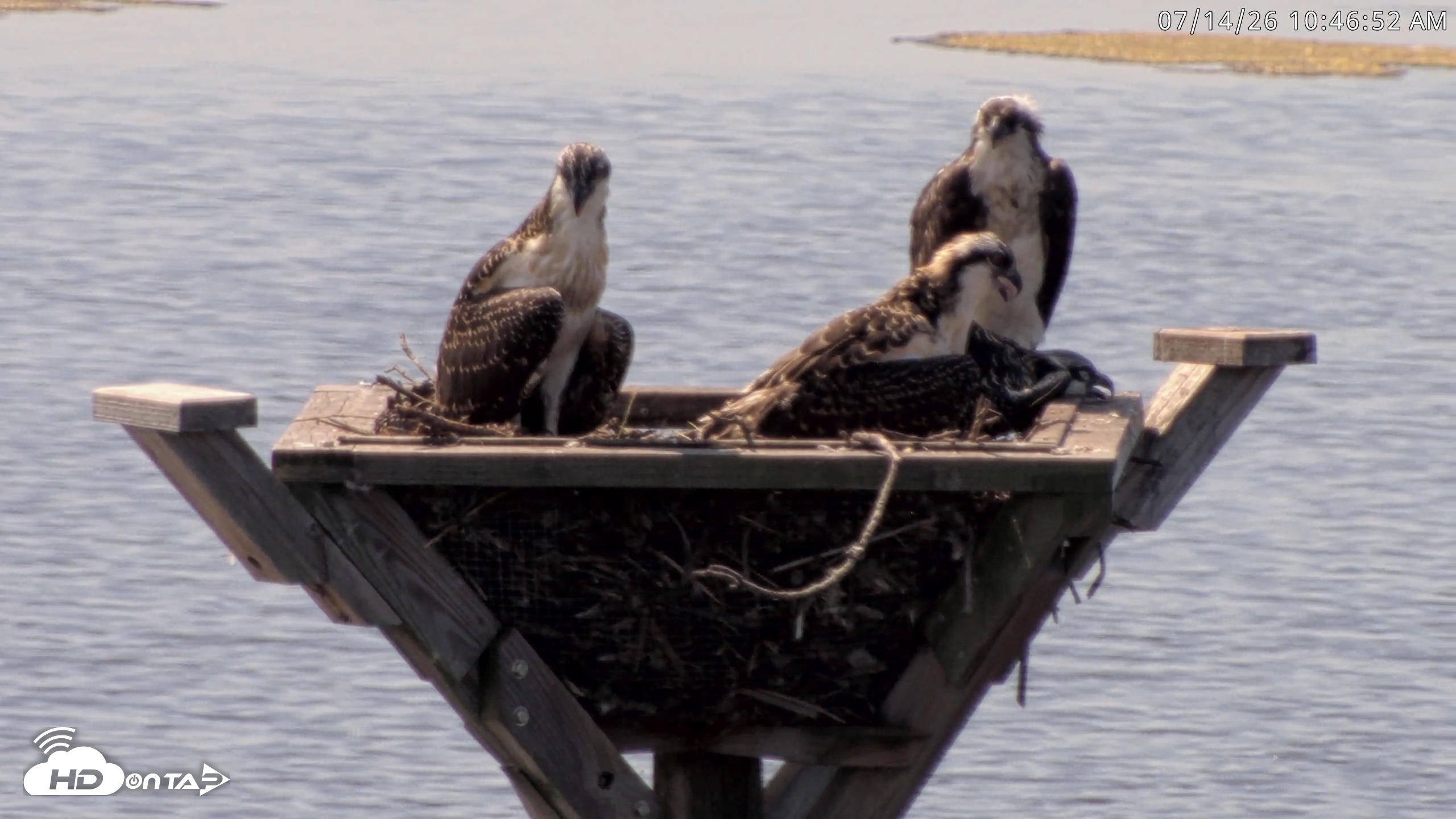 Snapshot of Blackwater Wildlife Refuge Osprey River Platform Live Cam taken Jul 14, 2026, 10:47am EDT