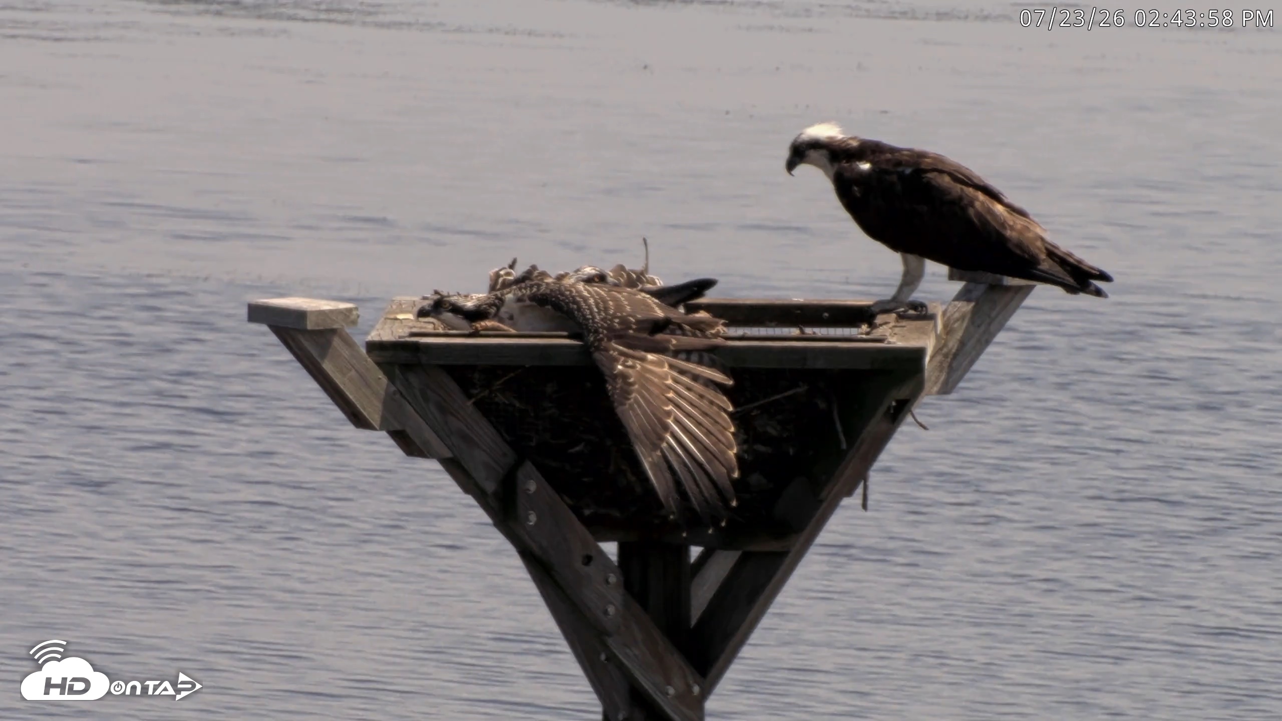 Snapshot of Blackwater Wildlife Refuge Osprey River Platform Live Cam taken Jul 23, 2026, 2:44pm EDT