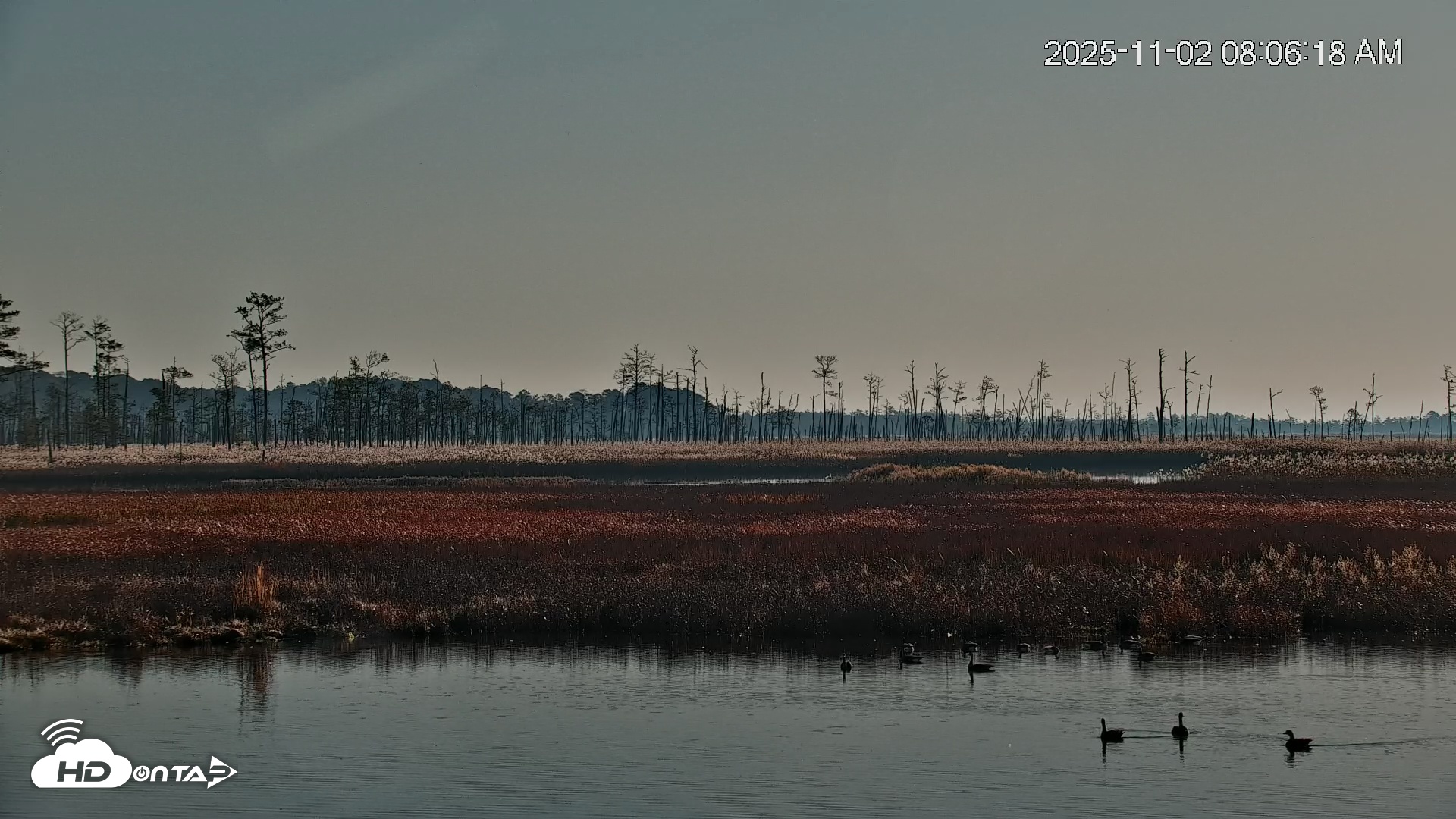 Snapshot of Blackwater Wildlife Refuge Osprey River Platform Live Cam taken Nov 2, 2025, 8:06am EST