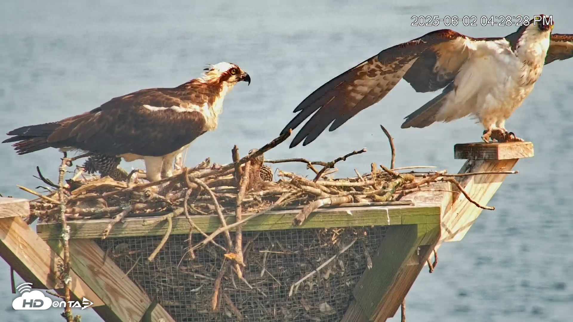 Snapshot of Blackwater Wildlife Refuge Osprey River Platform Live Cam taken Jun 2, 2025, 4:29pm EDT