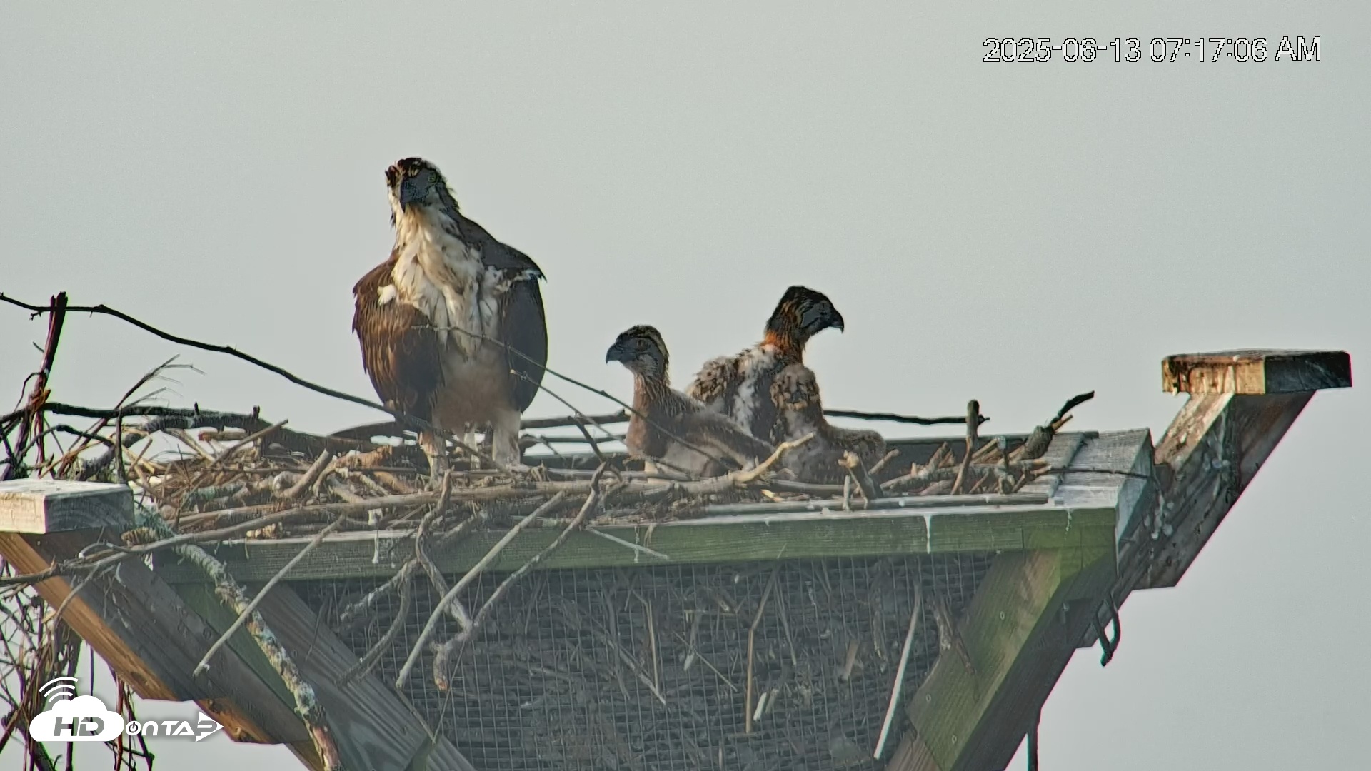 Snapshot of Blackwater Wildlife Refuge Osprey River Platform Live Cam taken Jun 13, 2025, 7:18am EDT
