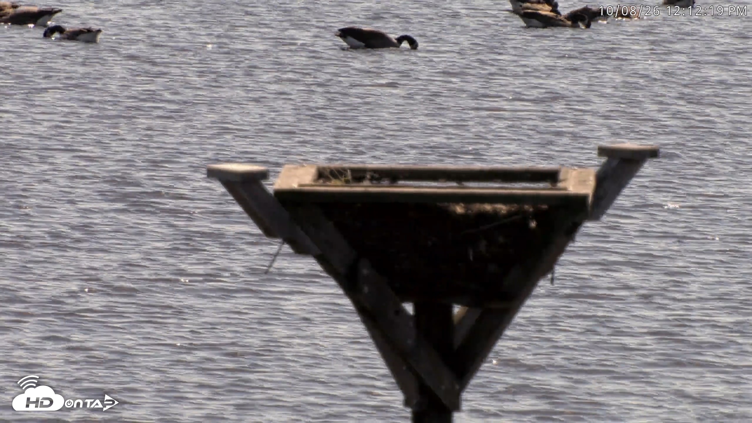Snapshot of Blackwater Wildlife Refuge Osprey River Platform Live Cam taken Oct 8, 2026, 12:12pm EDT