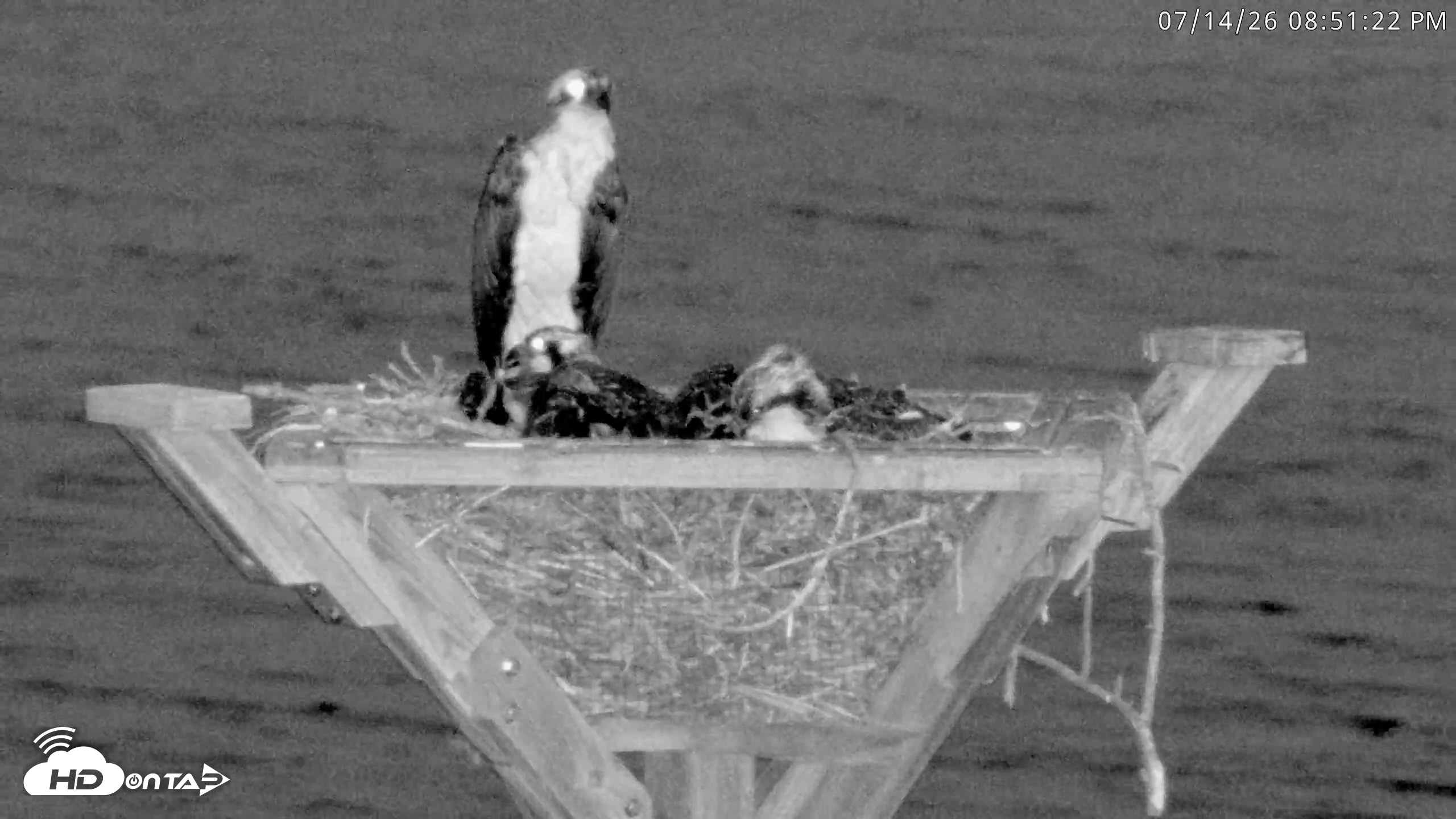 Snapshot of Blackwater Wildlife Refuge Osprey River Platform Live Cam taken Jul 14, 2026, 8:52pm EDT