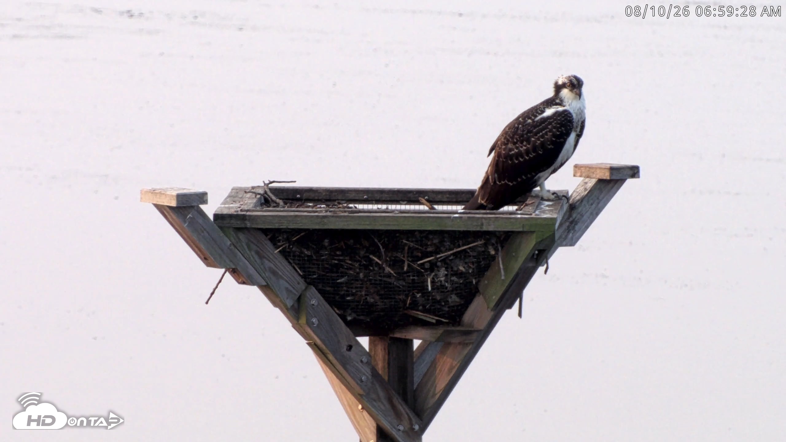 Snapshot of Blackwater Wildlife Refuge Osprey River Platform Live Cam taken Aug 10, 2026, 7:00am EDT