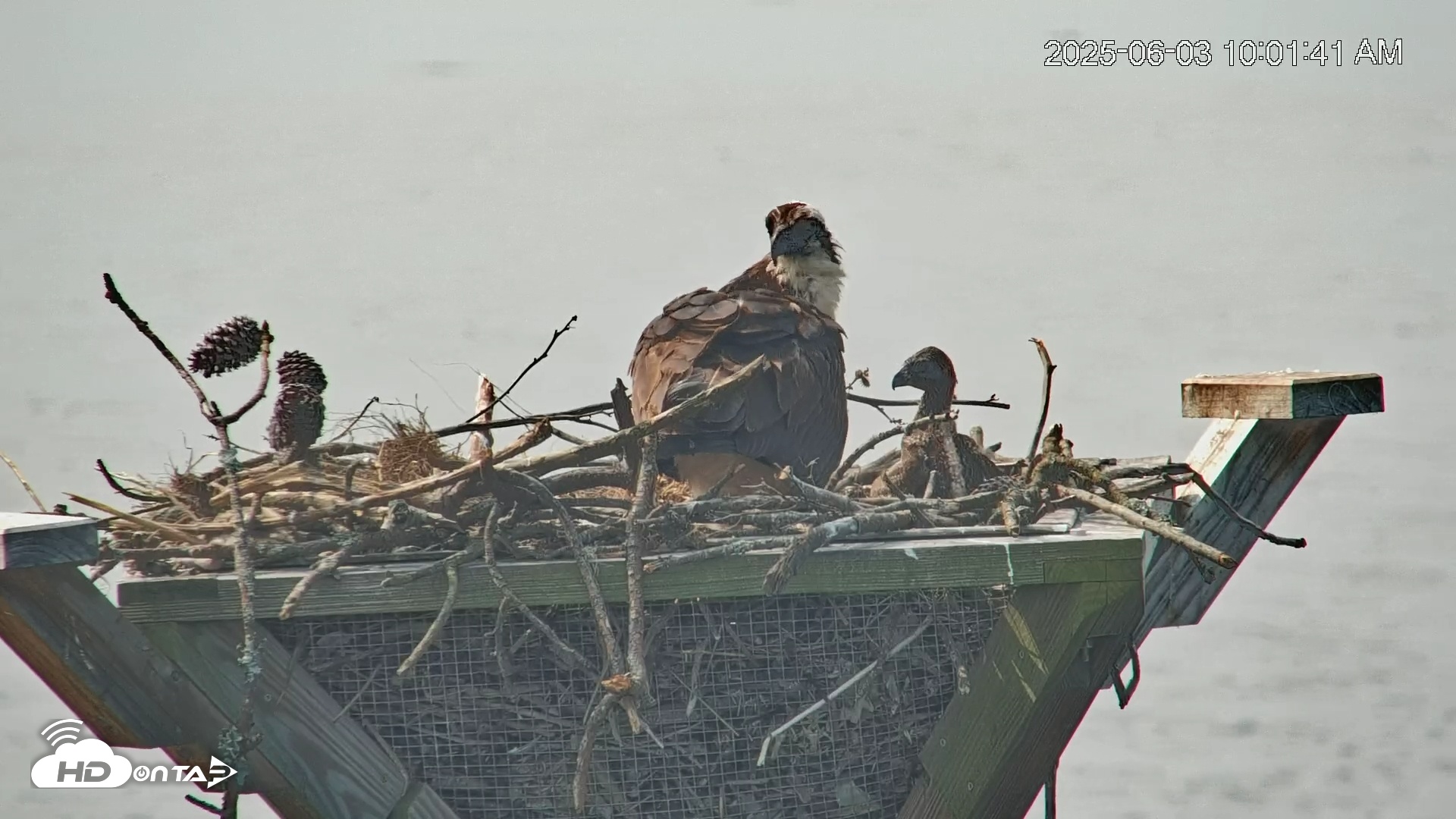 Snapshot of Blackwater Wildlife Refuge Osprey River Platform Live Cam taken Jun 3, 2025, 10:02am EDT