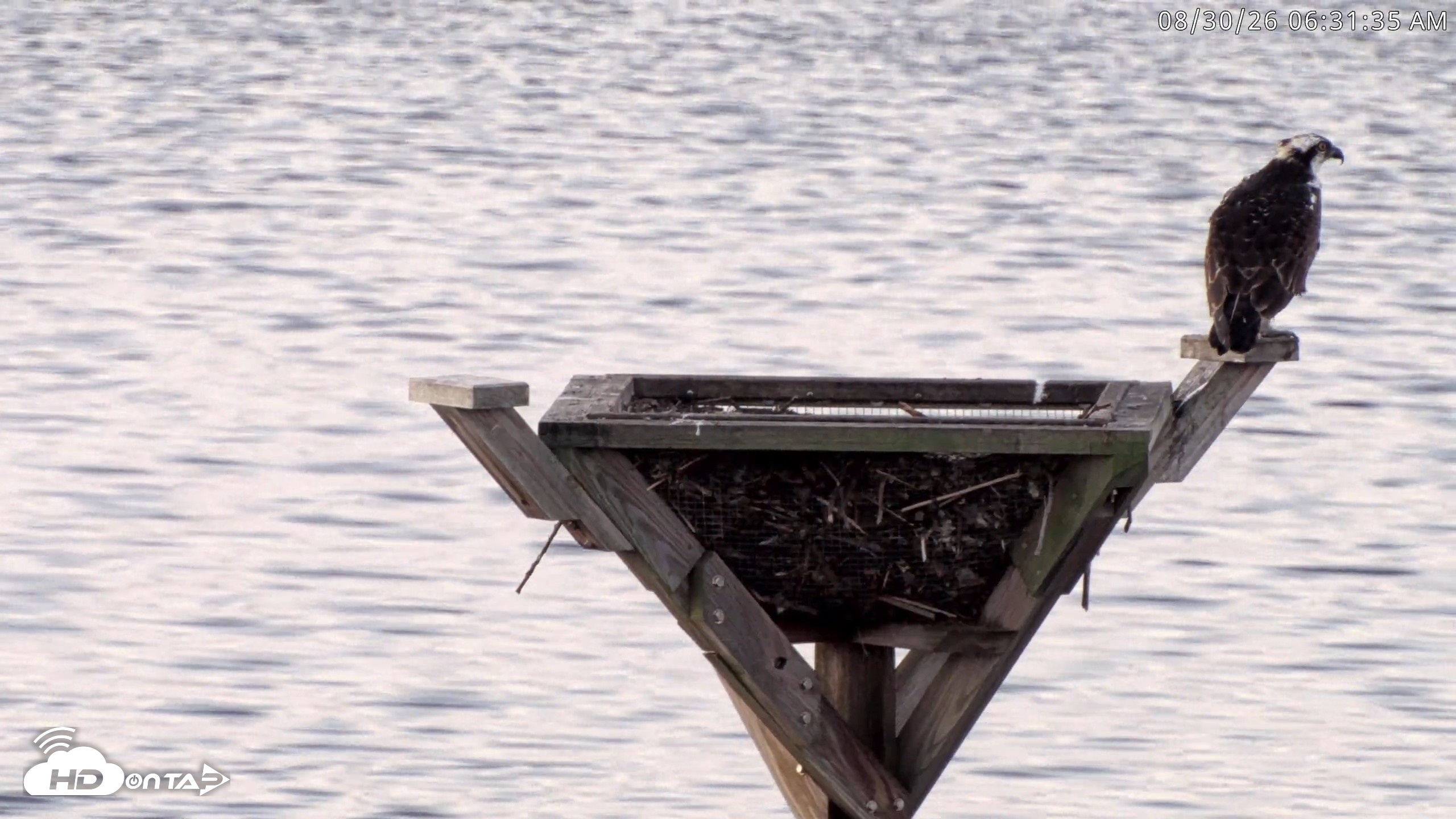 Snapshot of Blackwater Wildlife Refuge Osprey River Platform Live Cam taken Aug 30, 2026, 6:32am EDT