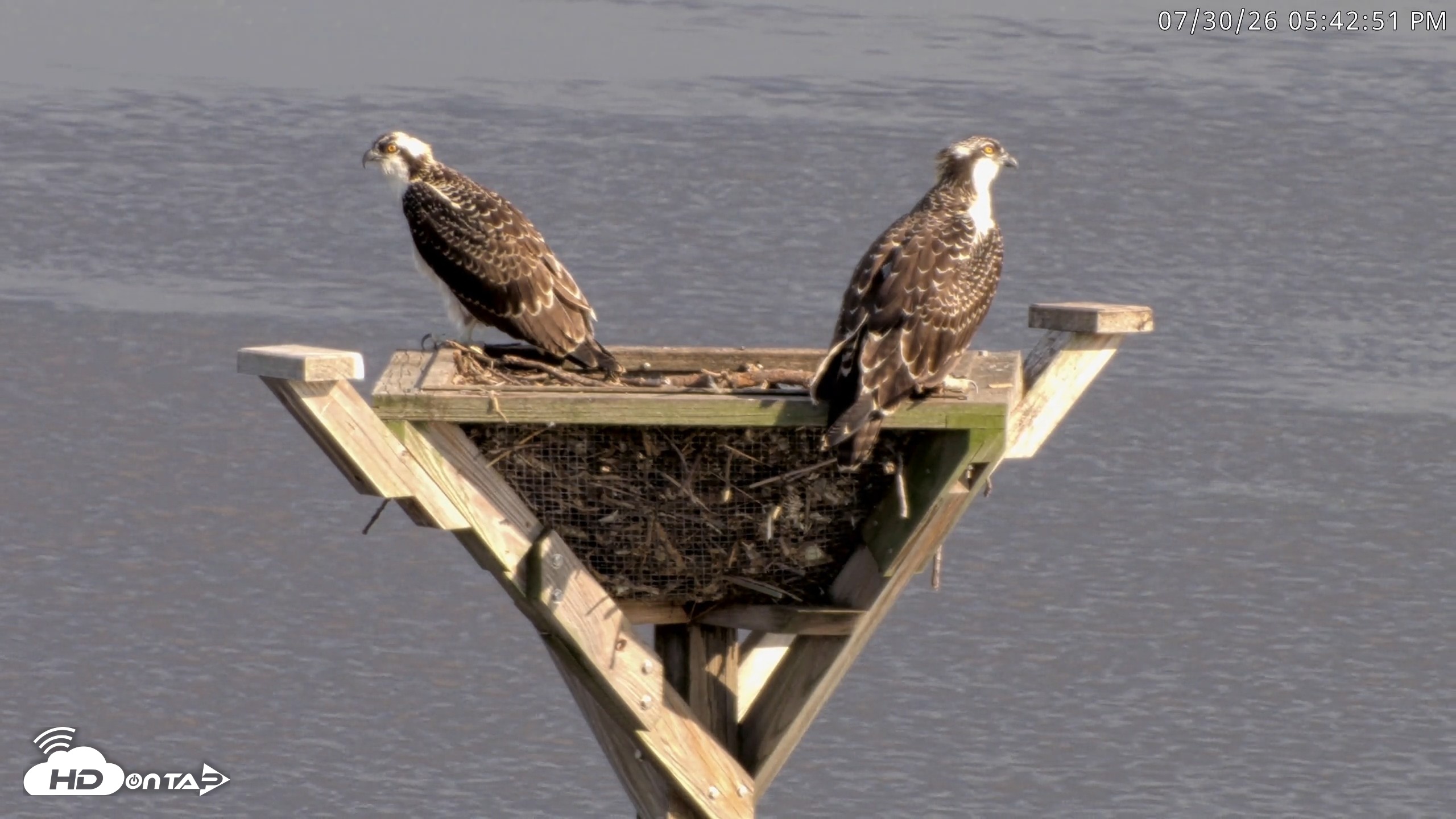 Snapshot of Blackwater Wildlife Refuge Osprey River Platform Live Cam taken Jul 30, 2026, 5:43pm EDT