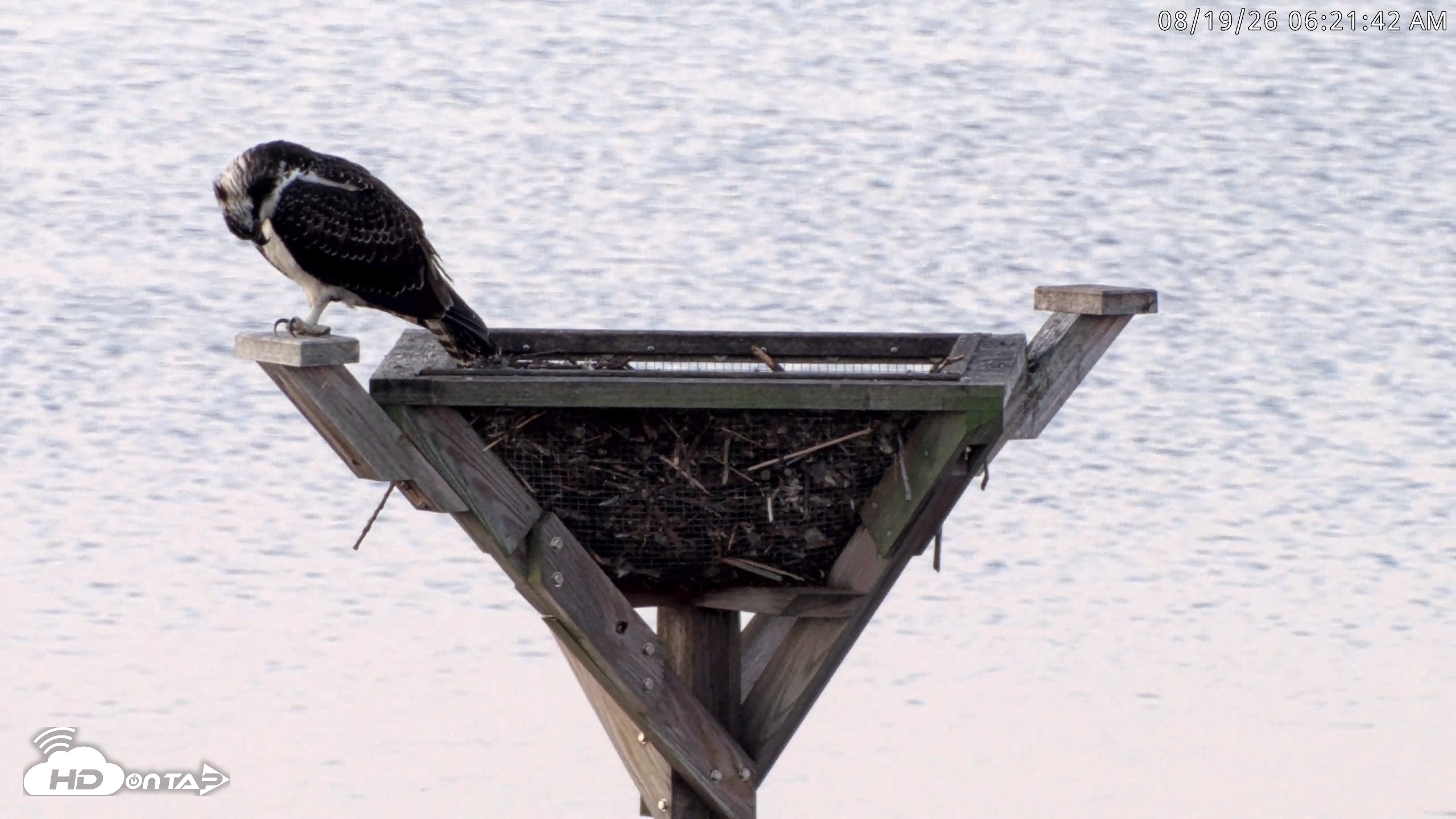 Snapshot of Blackwater Wildlife Refuge Osprey River Platform Live Cam taken Aug 19, 2026, 6:22am EDT