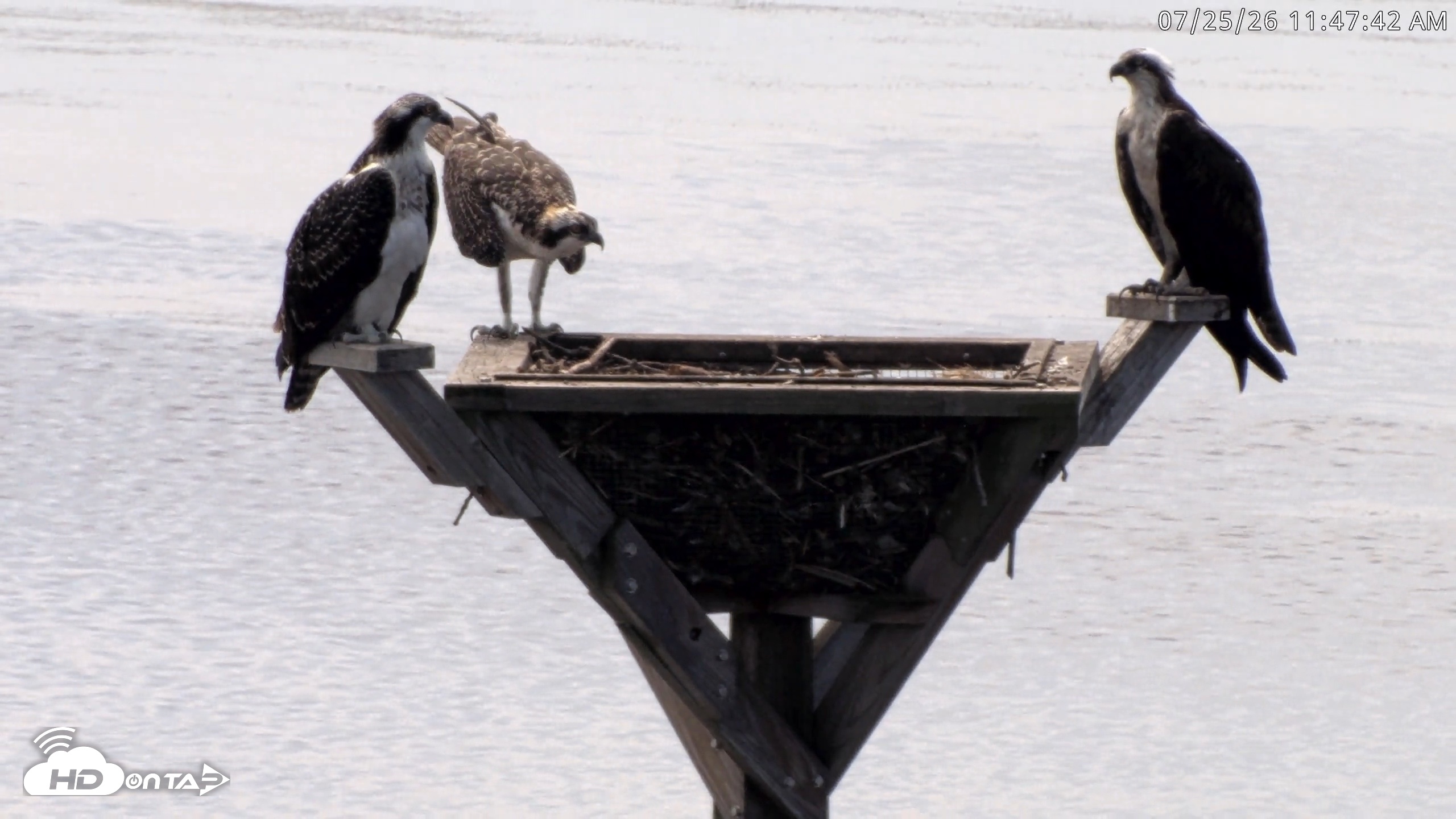 Snapshot of Blackwater Wildlife Refuge Osprey River Platform Live Cam taken Jul 25, 2026, 11:48am EDT