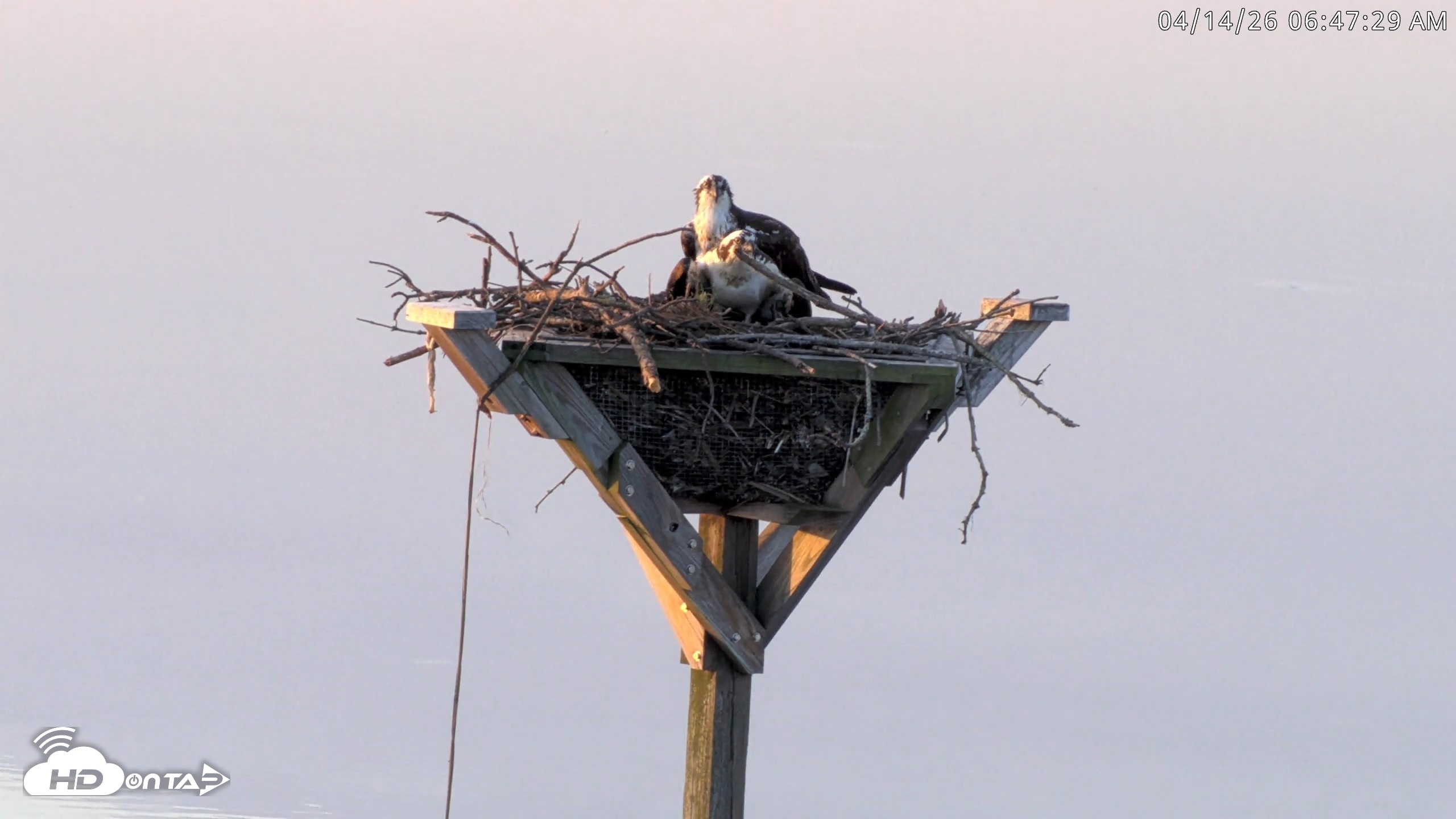 Snapshot of Blackwater Wildlife Refuge Osprey River Platform Live Cam taken Apr 14, 2026, 6:49am EDT