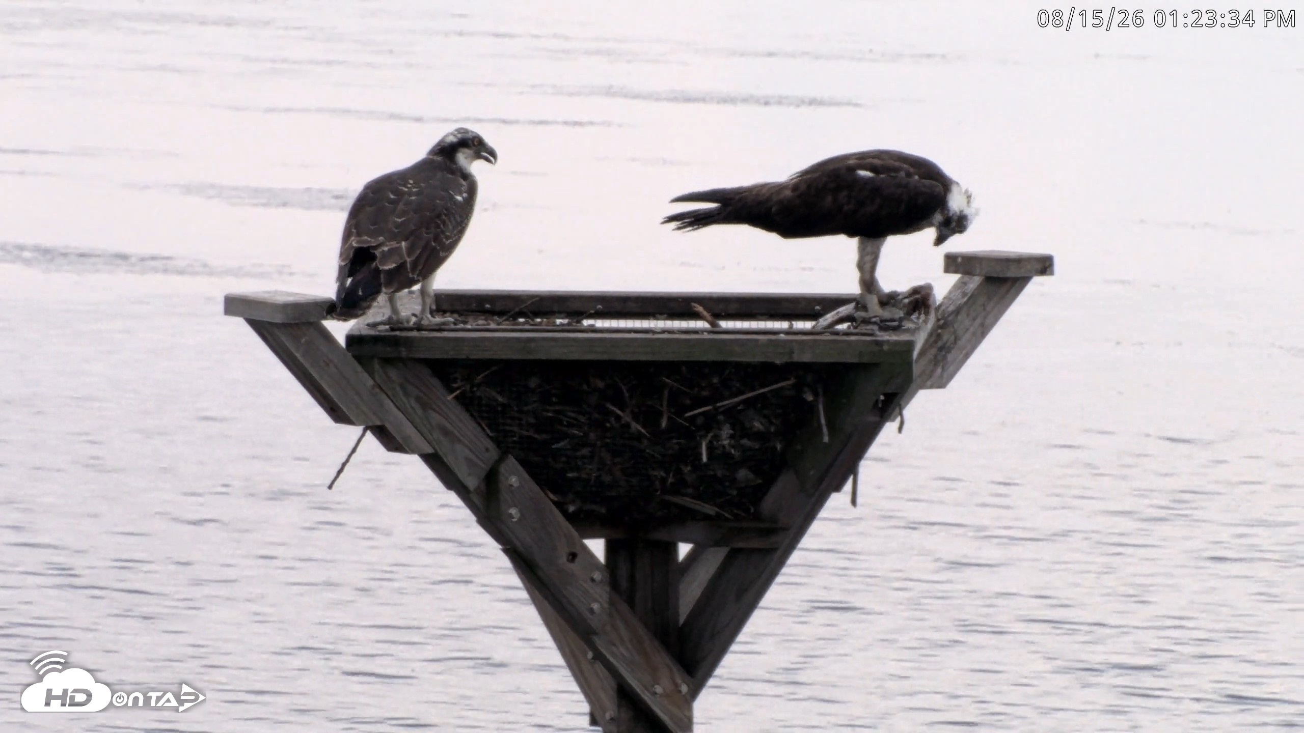 Snapshot of Blackwater Wildlife Refuge Osprey River Platform Live Cam taken Aug 15, 2026, 1:24pm EDT