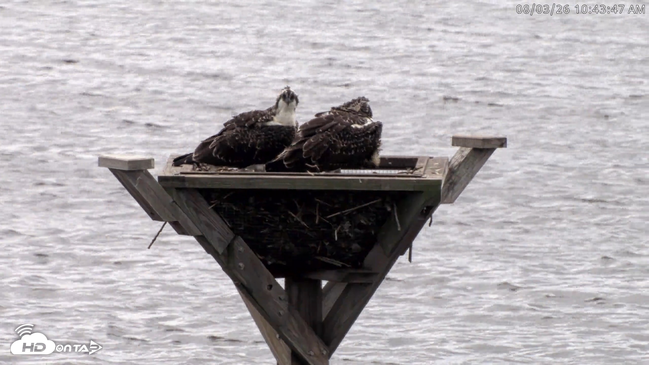 Snapshot of Blackwater Wildlife Refuge Osprey River Platform Live Cam taken Aug 3, 2026, 10:44am EDT