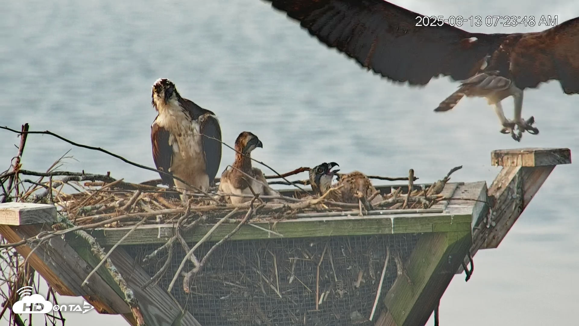 Snapshot of Blackwater Wildlife Refuge Osprey River Platform Live Cam taken Jun 13, 2025, 7:25am EDT