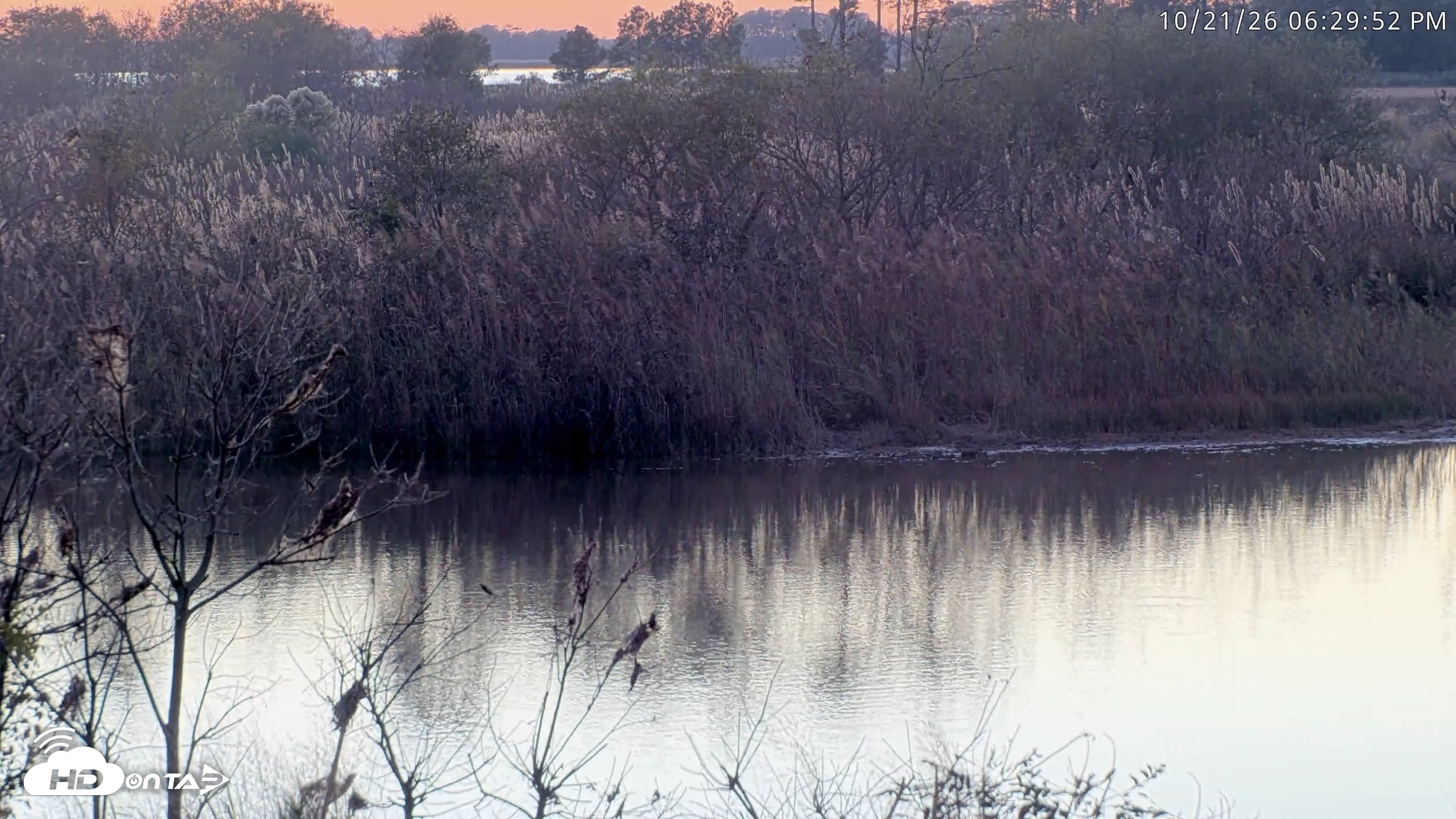 Snapshot of Blackwater Wildlife Refuge Osprey River Platform Live Cam taken Oct 21, 2026, 6:30pm EDT