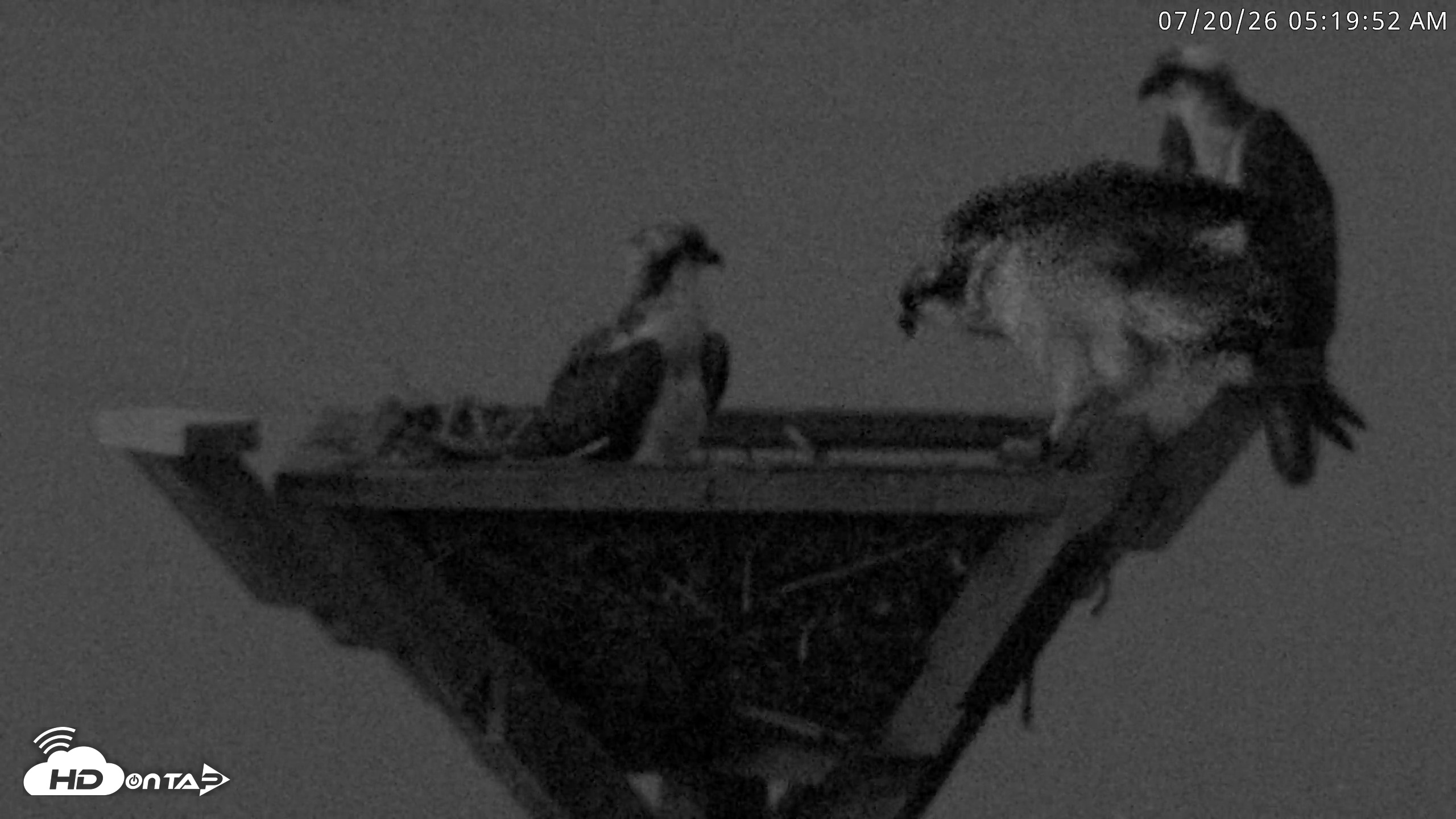 Snapshot of Blackwater Wildlife Refuge Osprey River Platform Live Cam taken Jul 20, 2026, 5:20am EDT