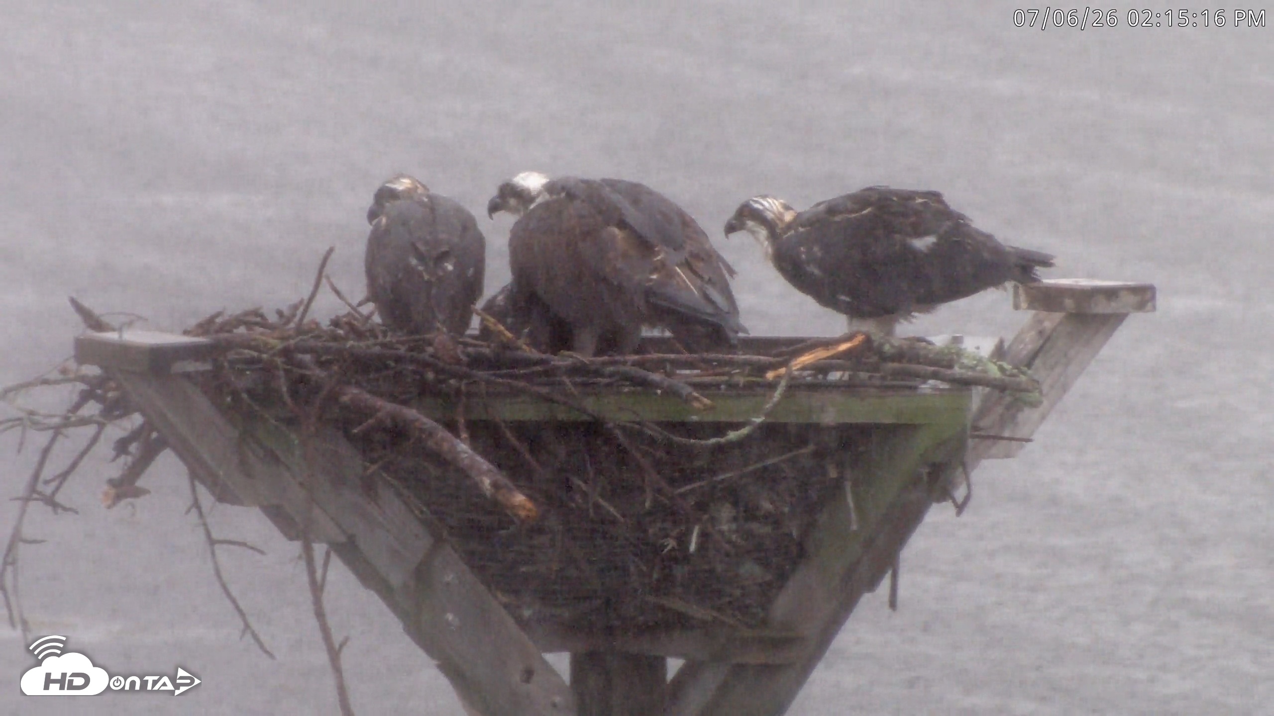 Snapshot of Blackwater Wildlife Refuge Osprey River Platform Live Cam taken Jul 6, 2026, 2:15pm EDT